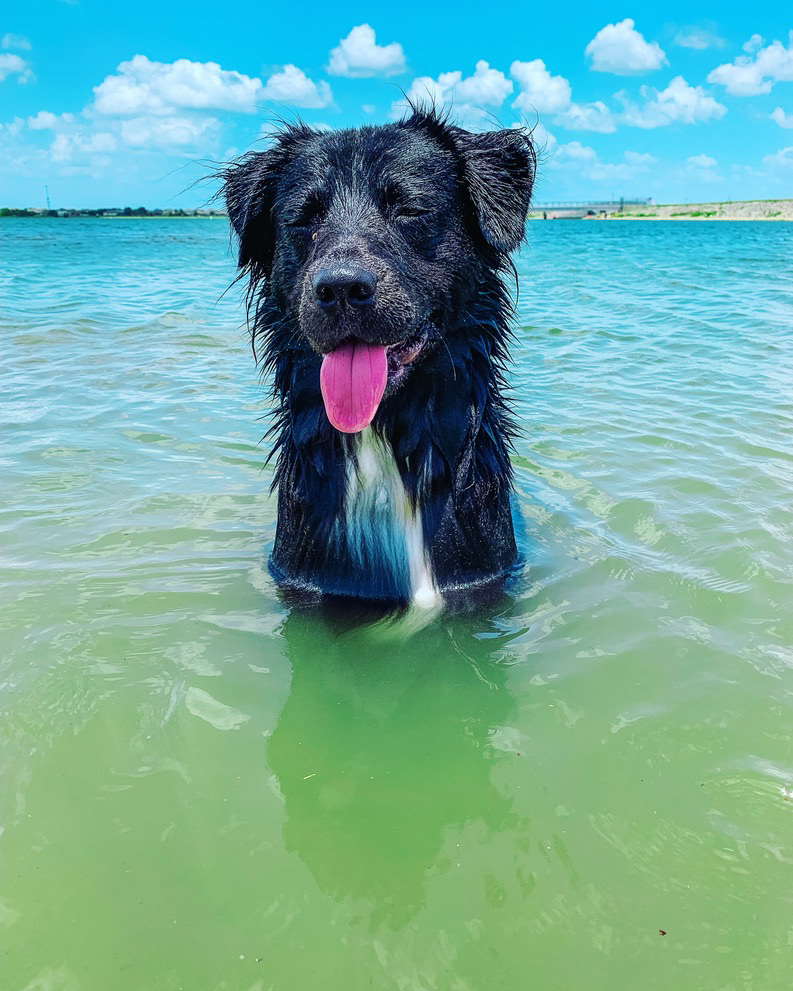 Pet Portrait