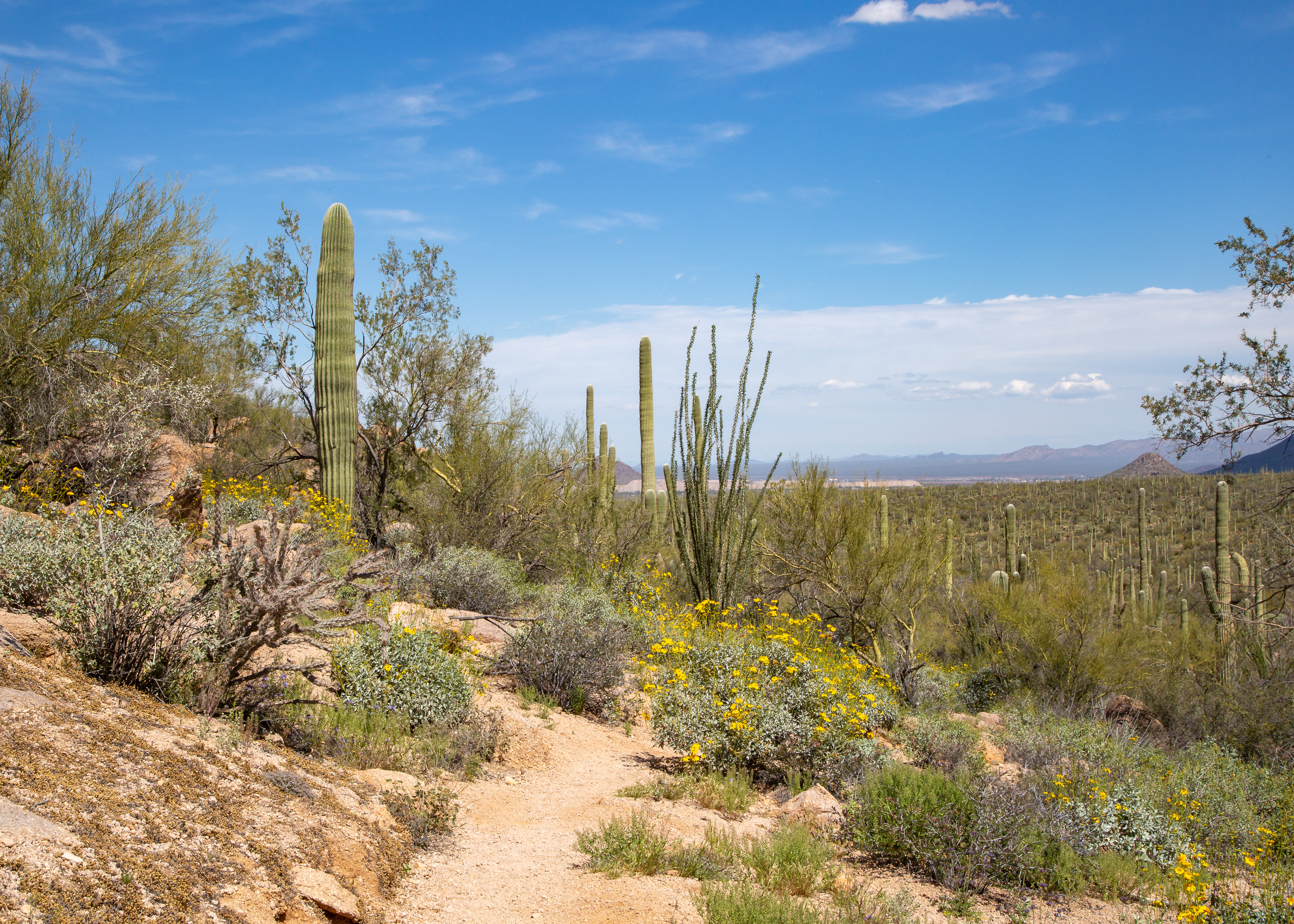Saguaro National Park, Arizona