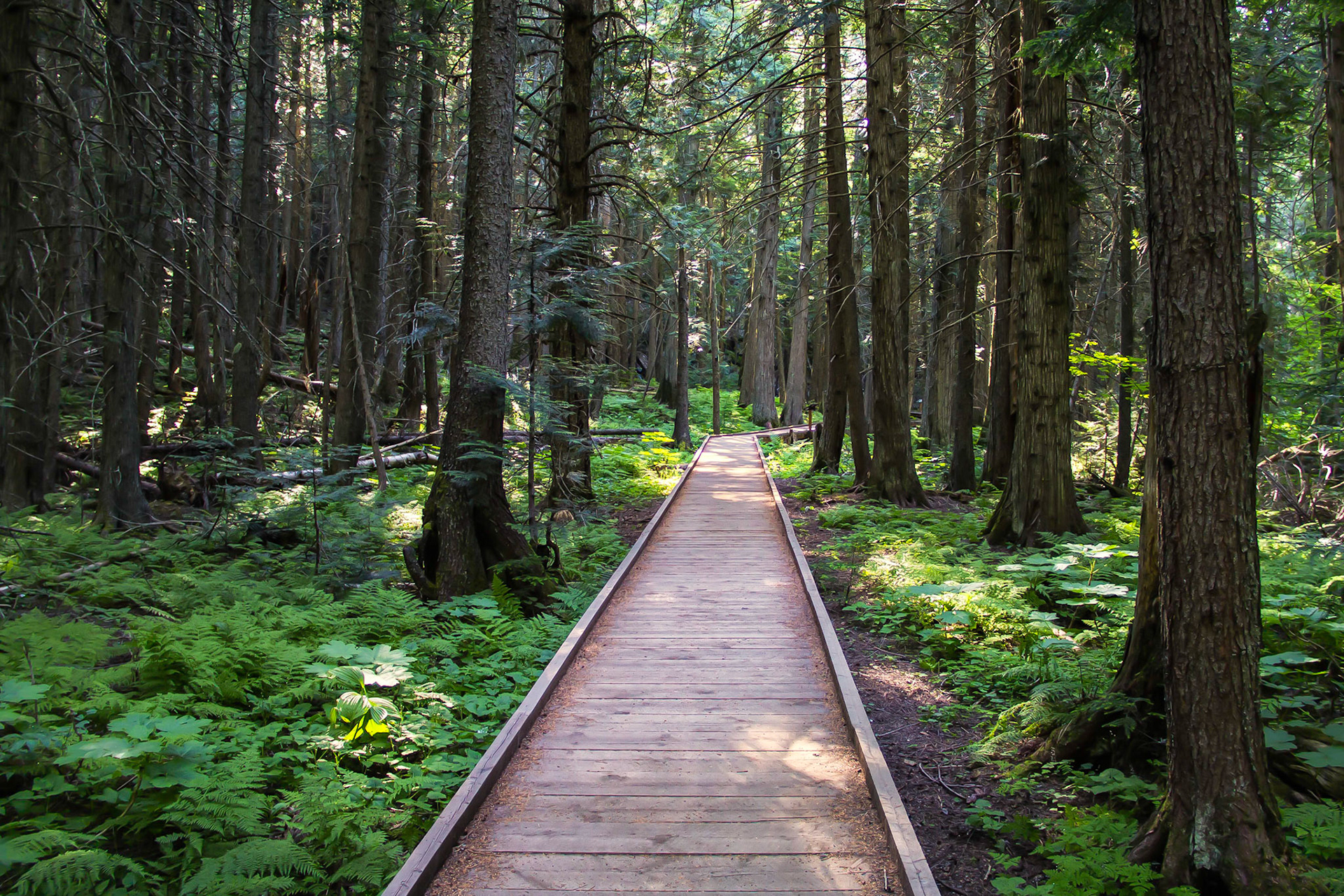 Trail of the Cedars, Glacier NP, Montana