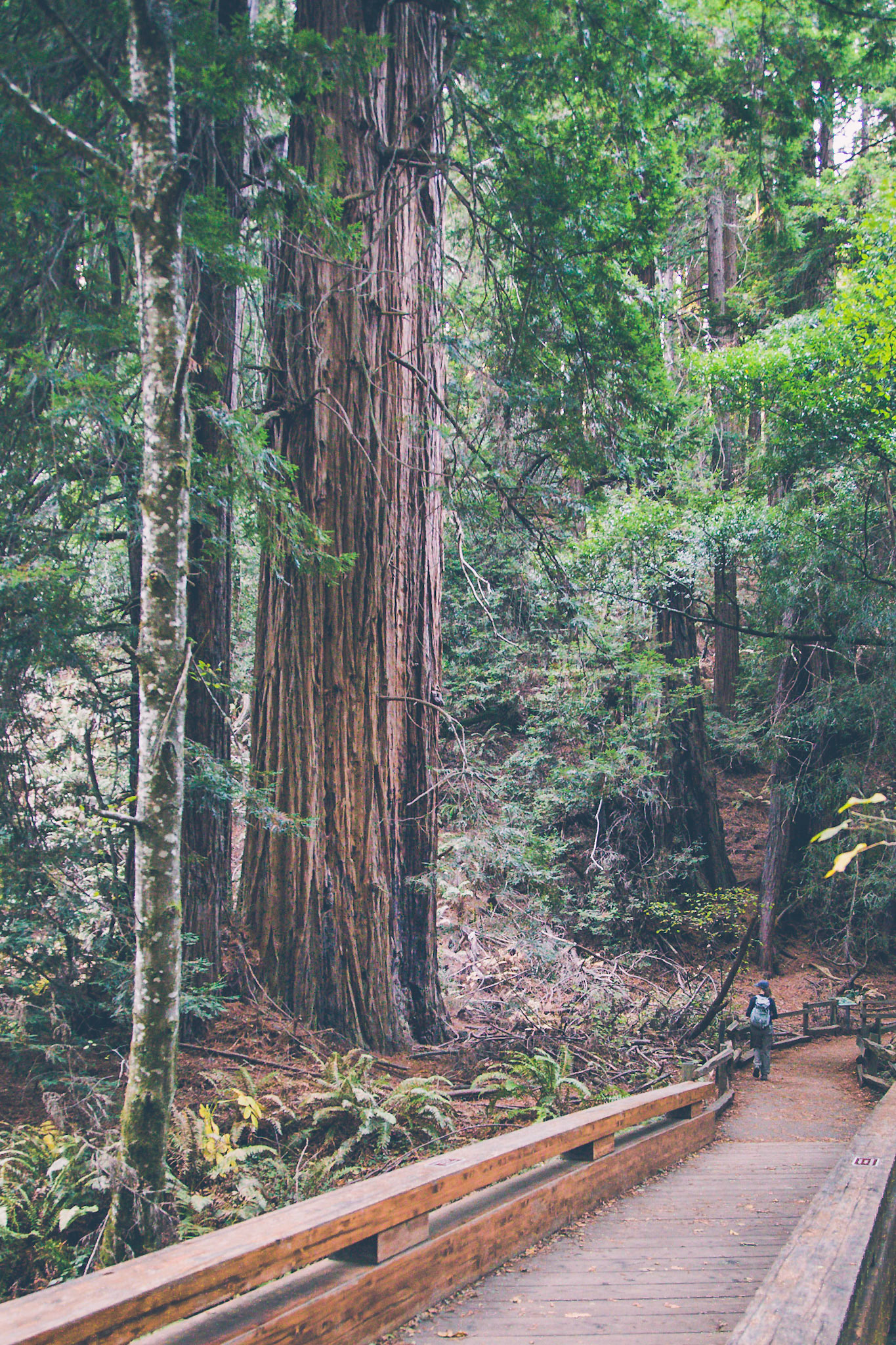Muir Woods, San FRancisco, CA