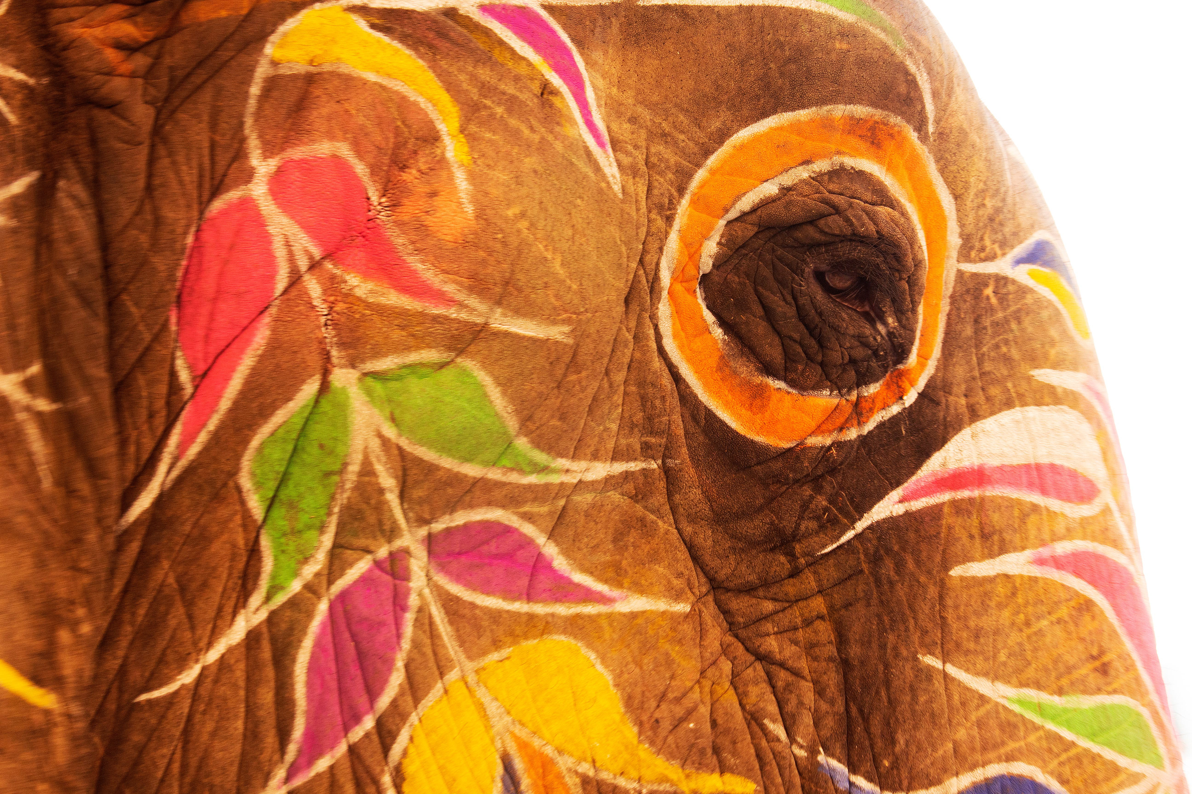 Elephant rides are offered at Amber Fort in Jaipur - a contentious issue.
