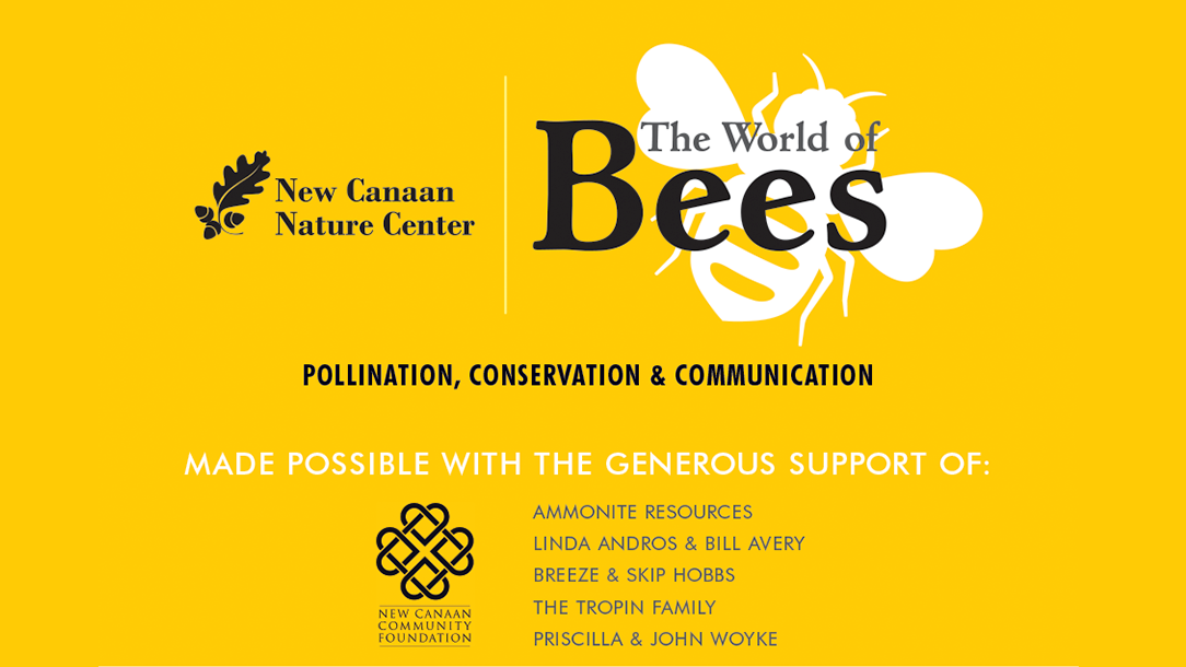 New Canaan Nature Center Exhibit | The World of Bees