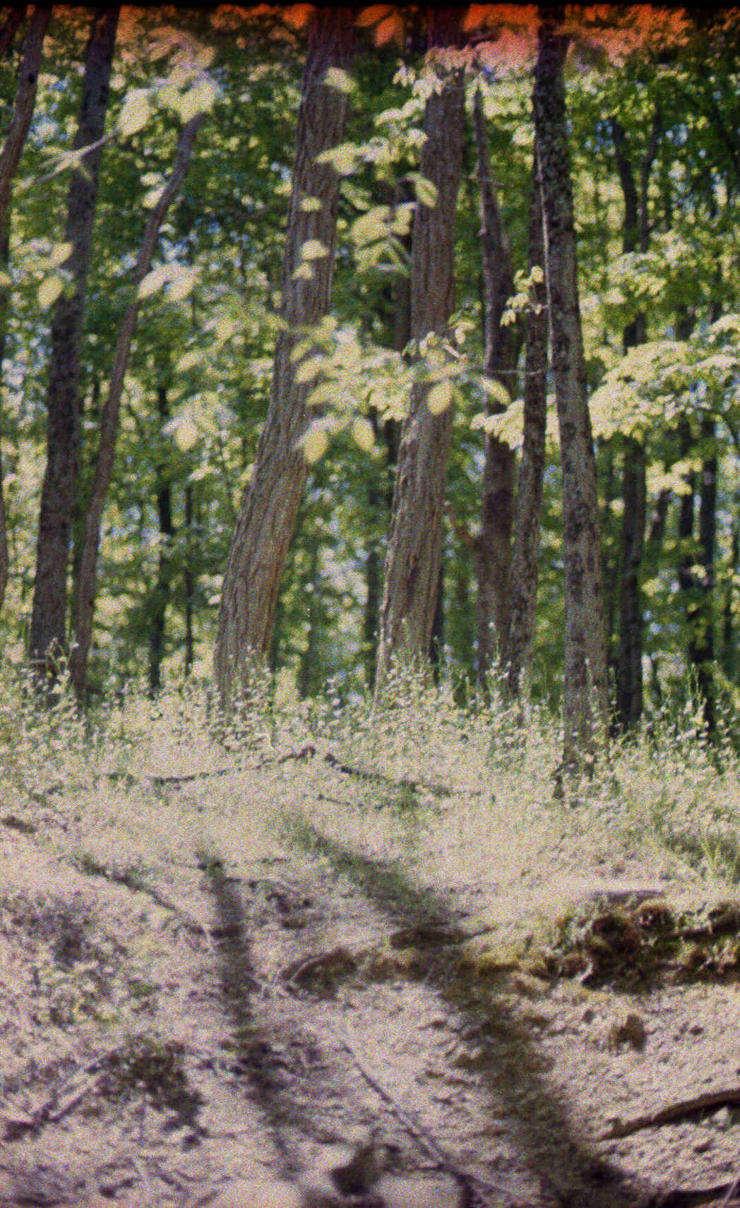 Sunlit Path (35mm)