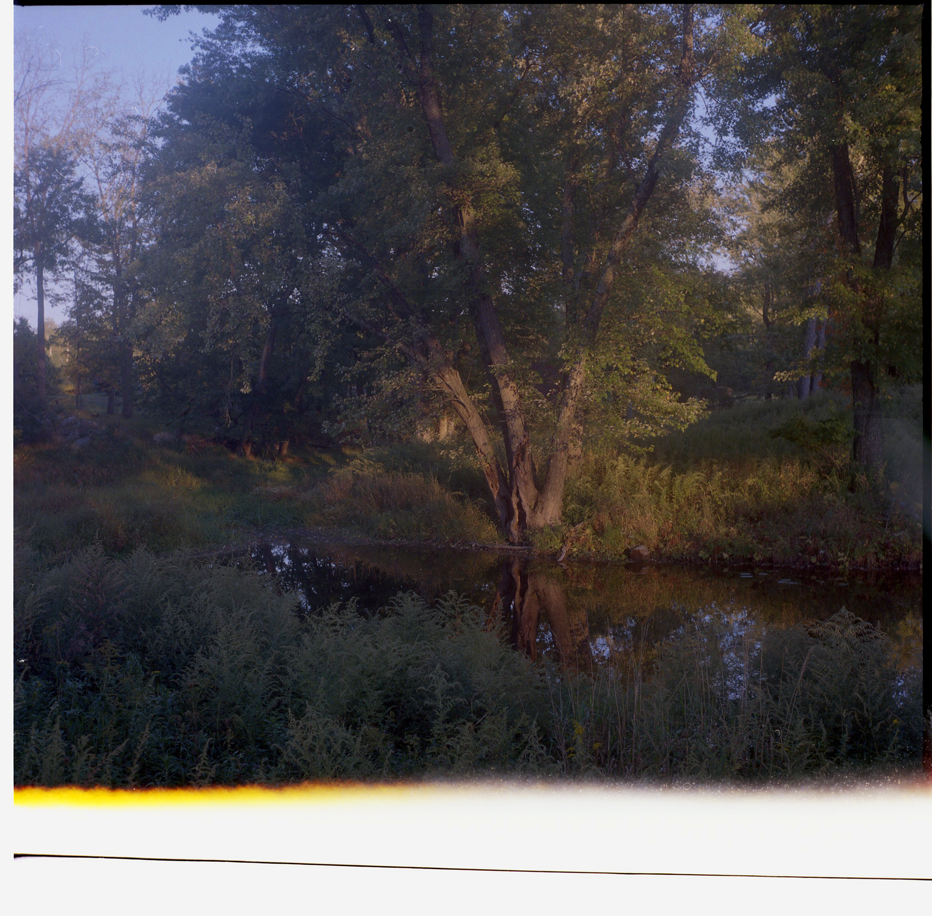 Sunset Tree (120 medium format film)
