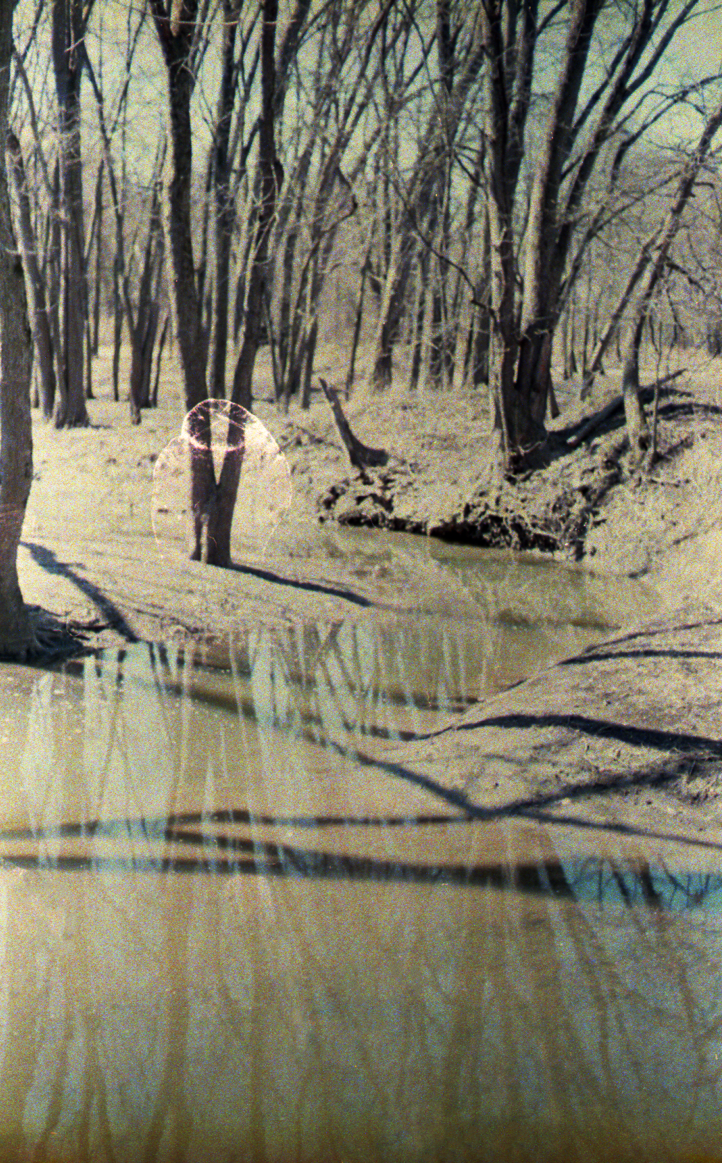 Shadowed trees (35mm)