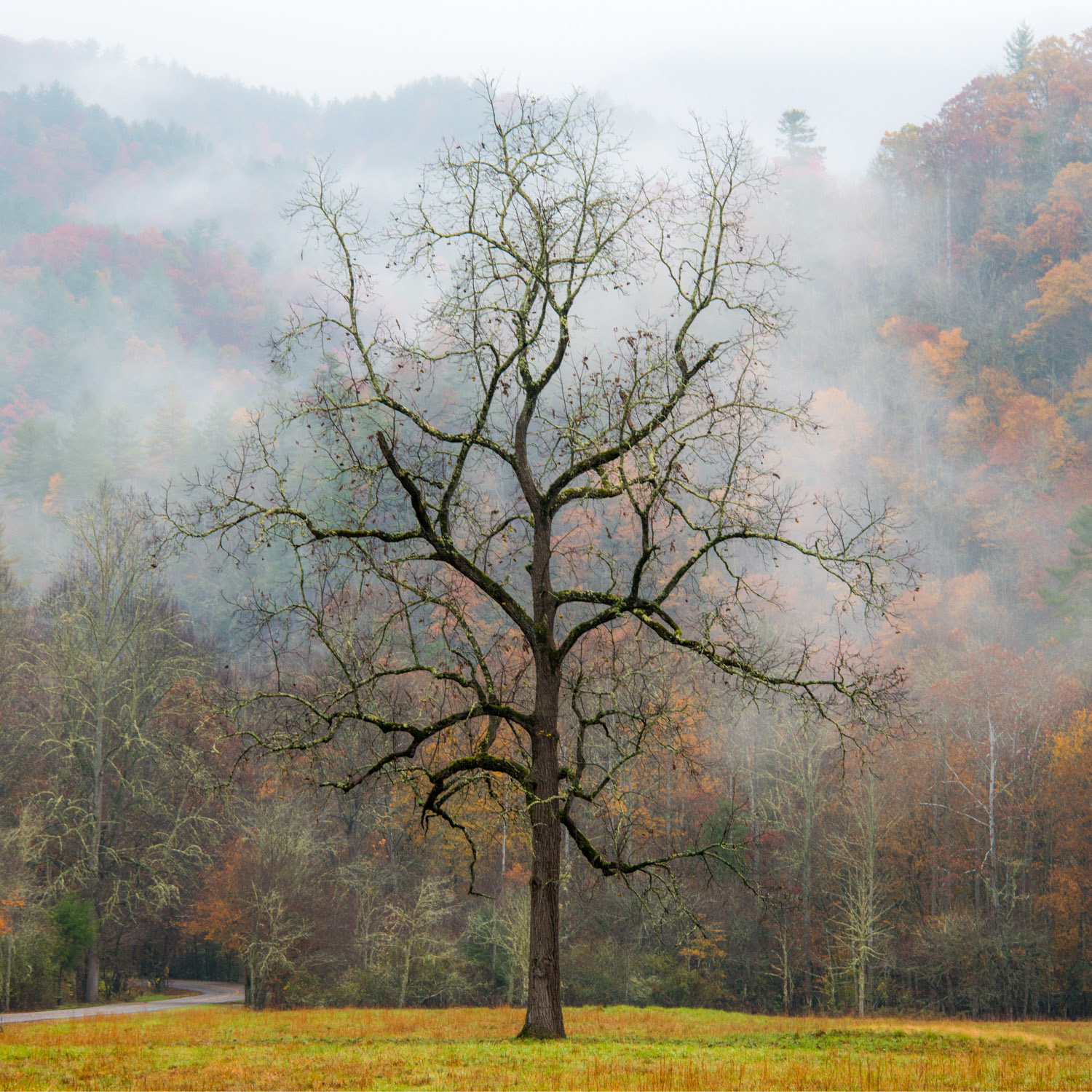 Cataloochee Valley - NC