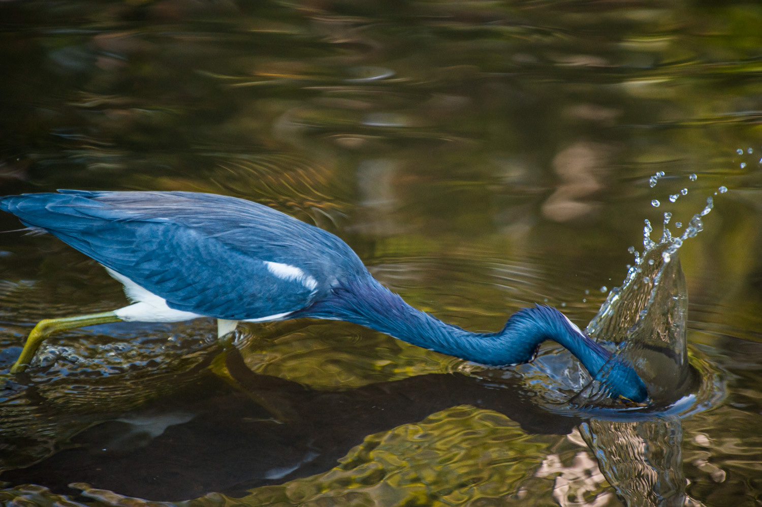 Ding Darling - Sanibel