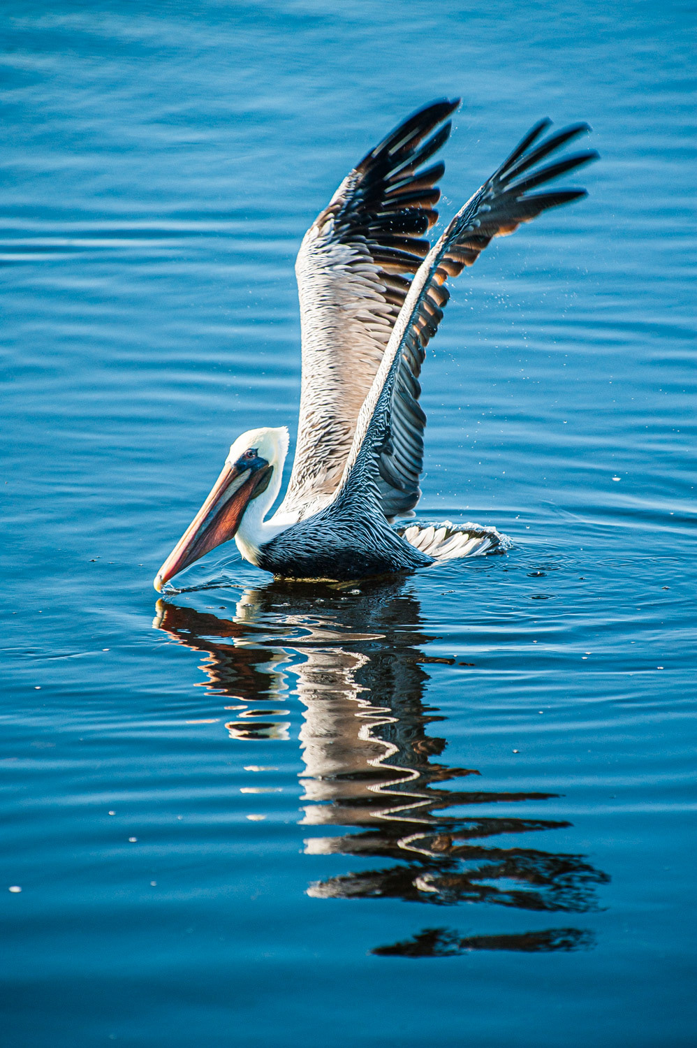 Ding Darling - Sanibel