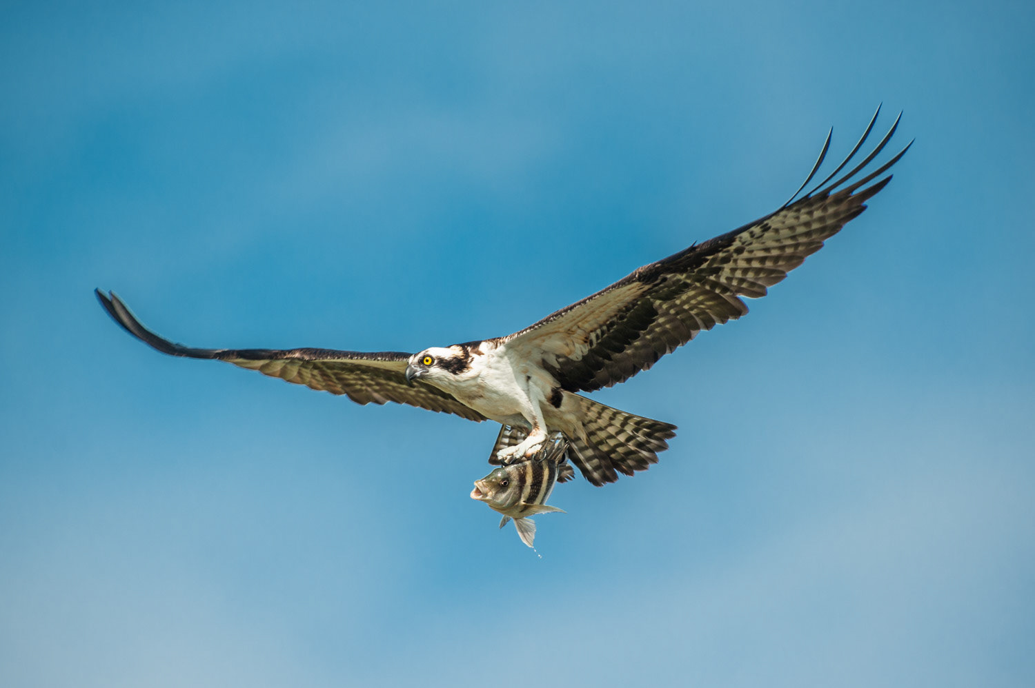 Ding Darling - Sanibel