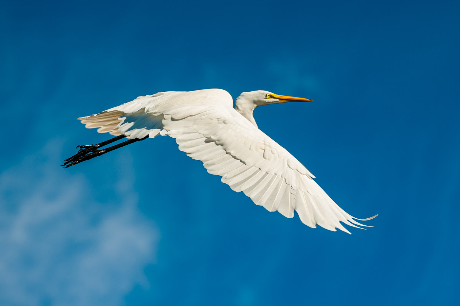 Ding Darling - Sanibel