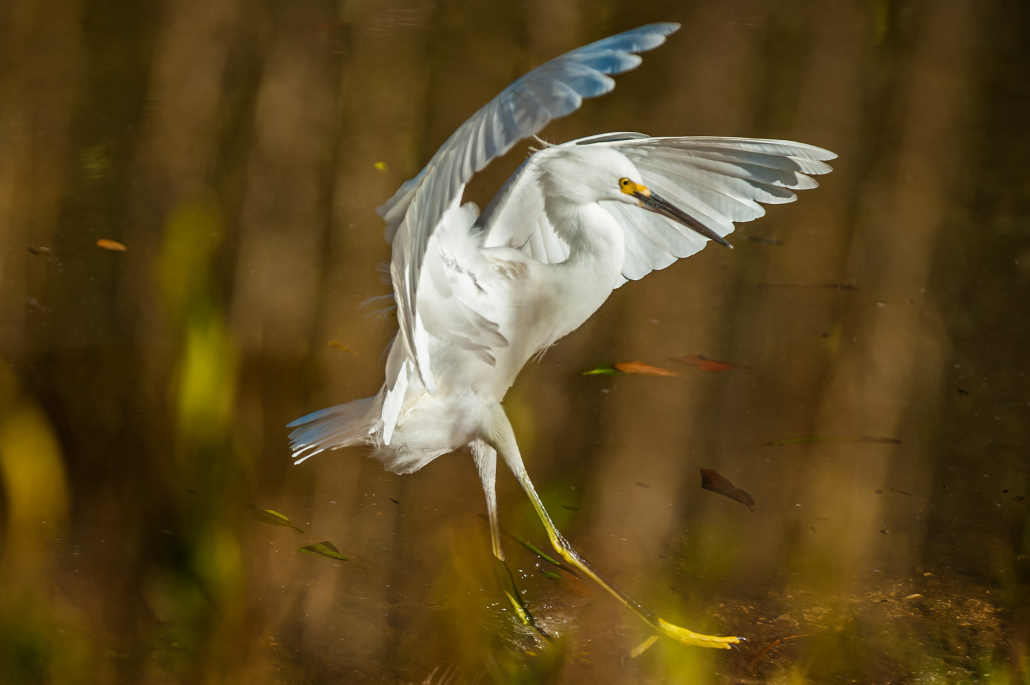 Ding Darling - Sanibel