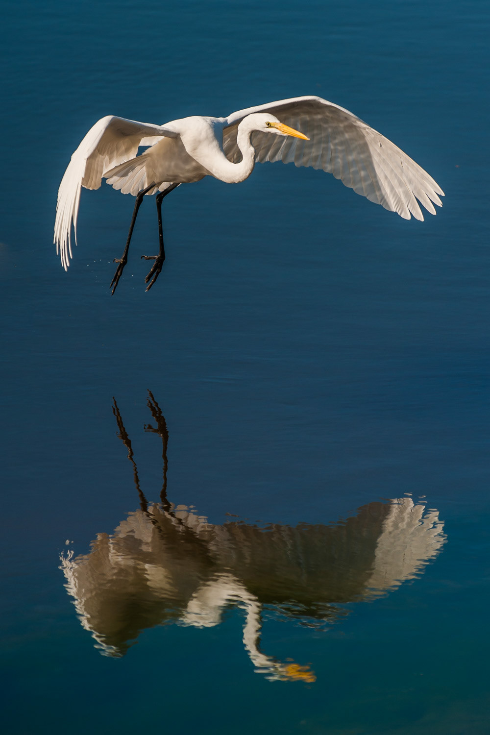 Ding Darling - Sanibel
