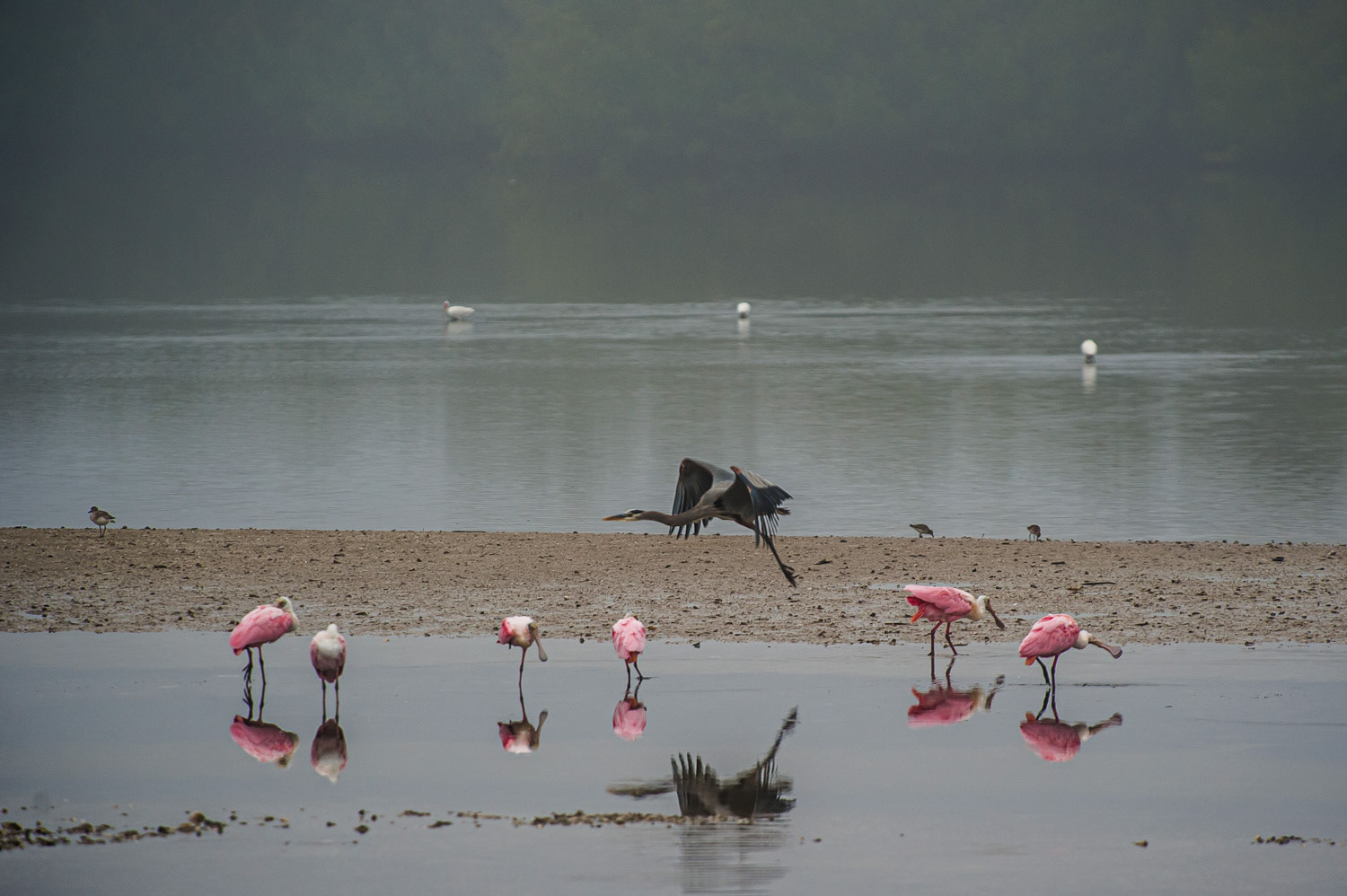 Ding Darling - Sanibel