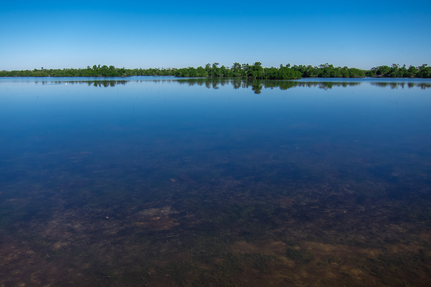 Ding Darling - Sanibel