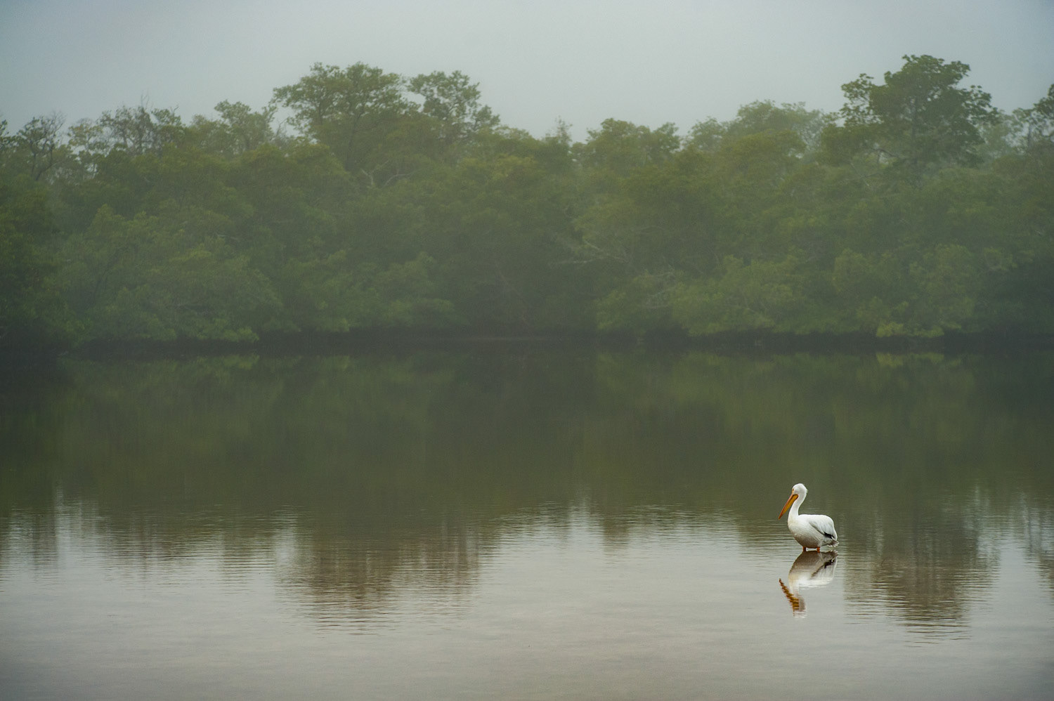 Ding Darling - Sanibel
