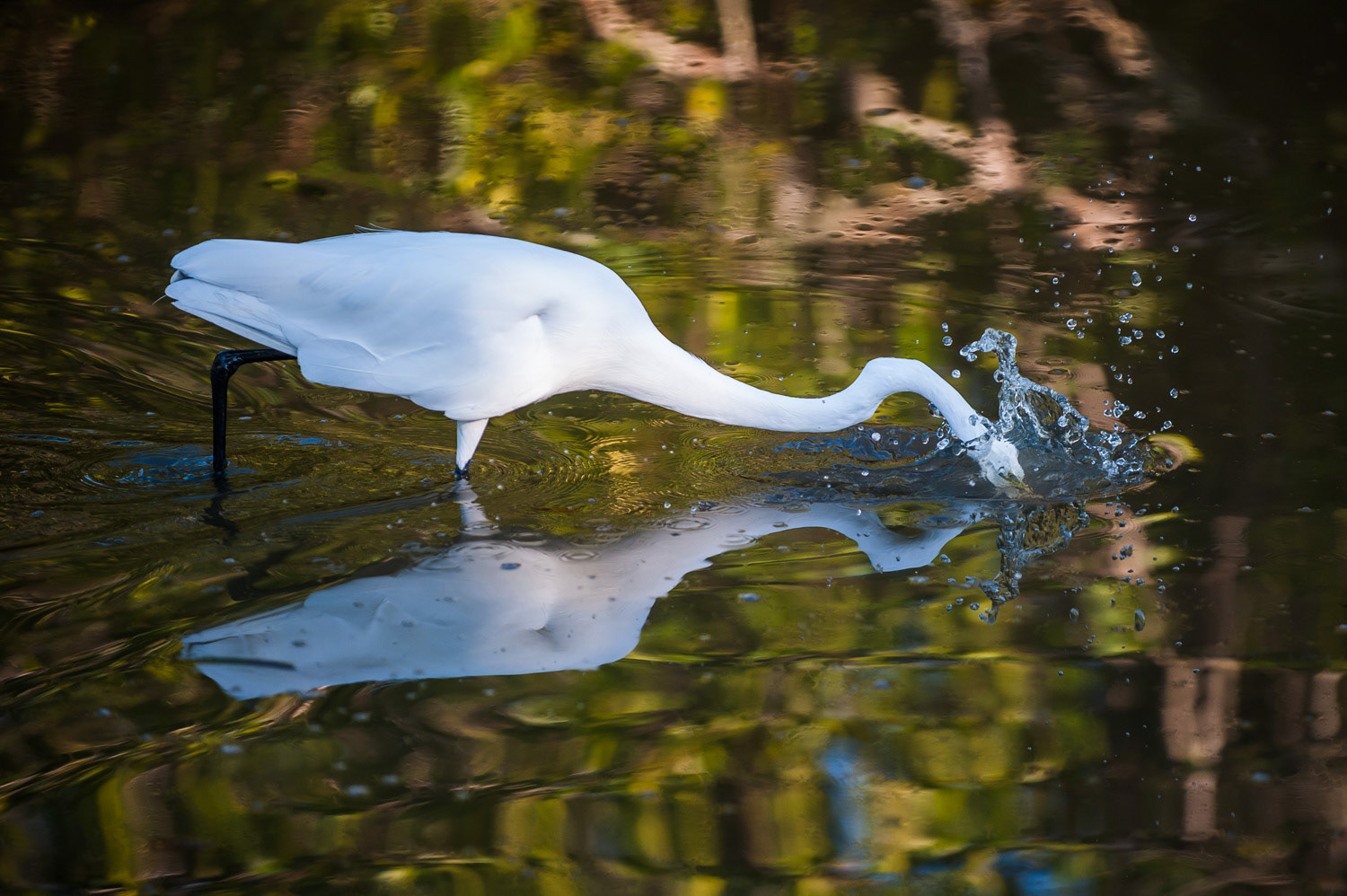 Ding Darling - Sanibel
