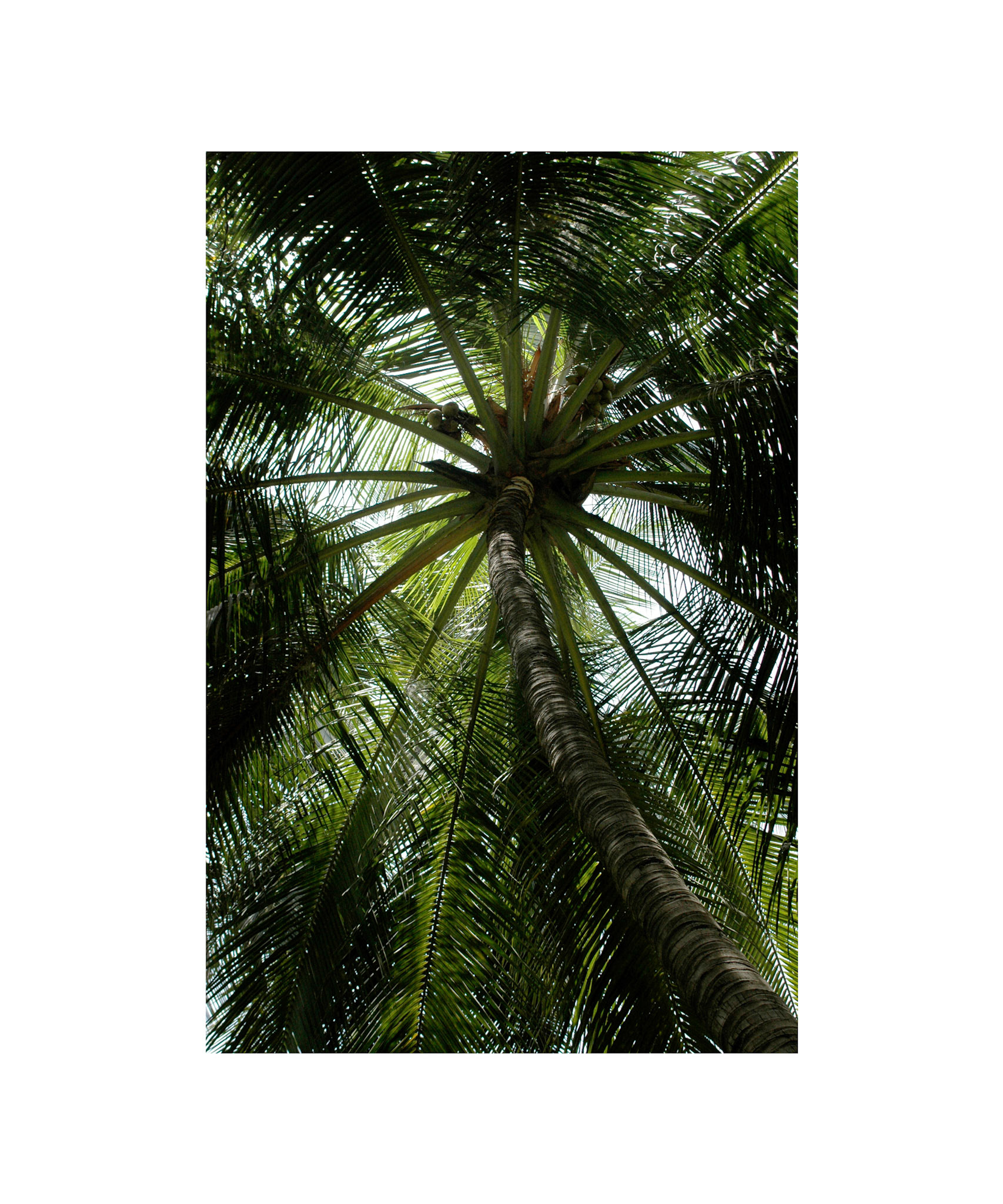 Palm 1