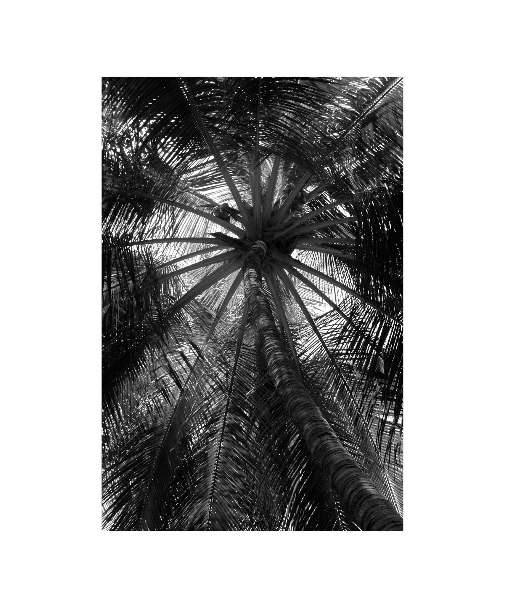 Palm 2