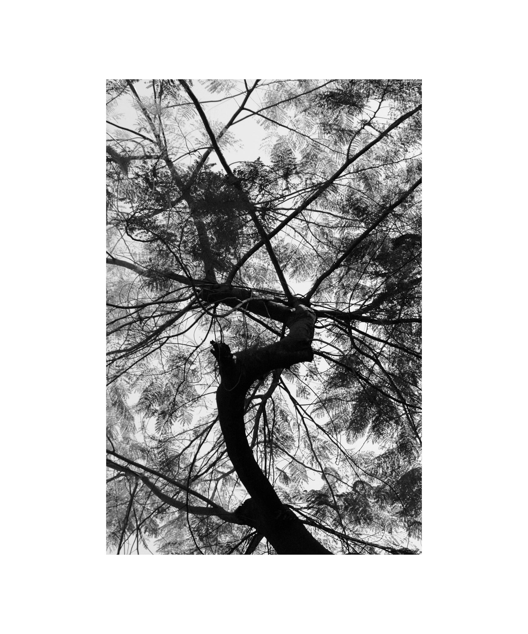 Untitled Tree