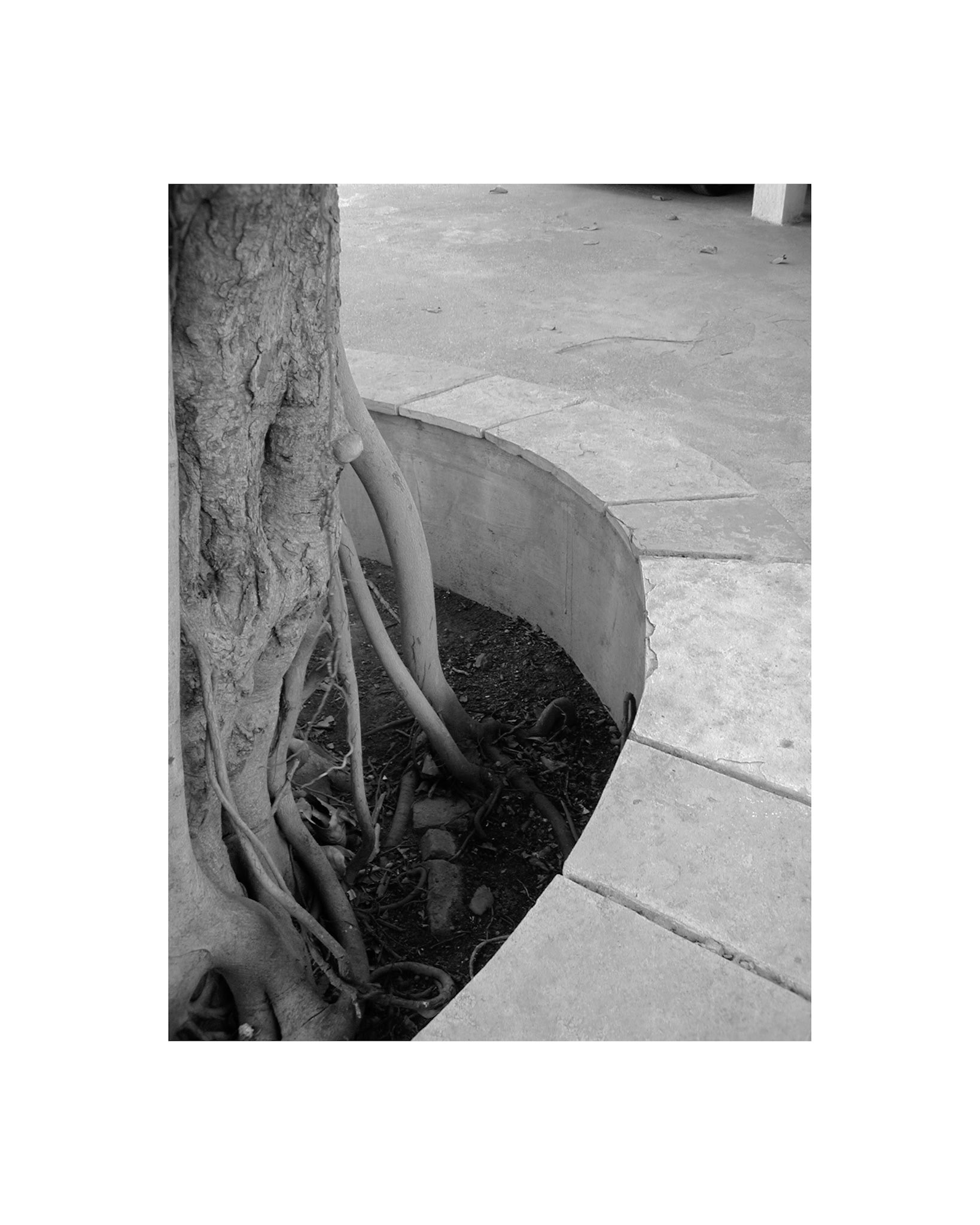 Urban Tree