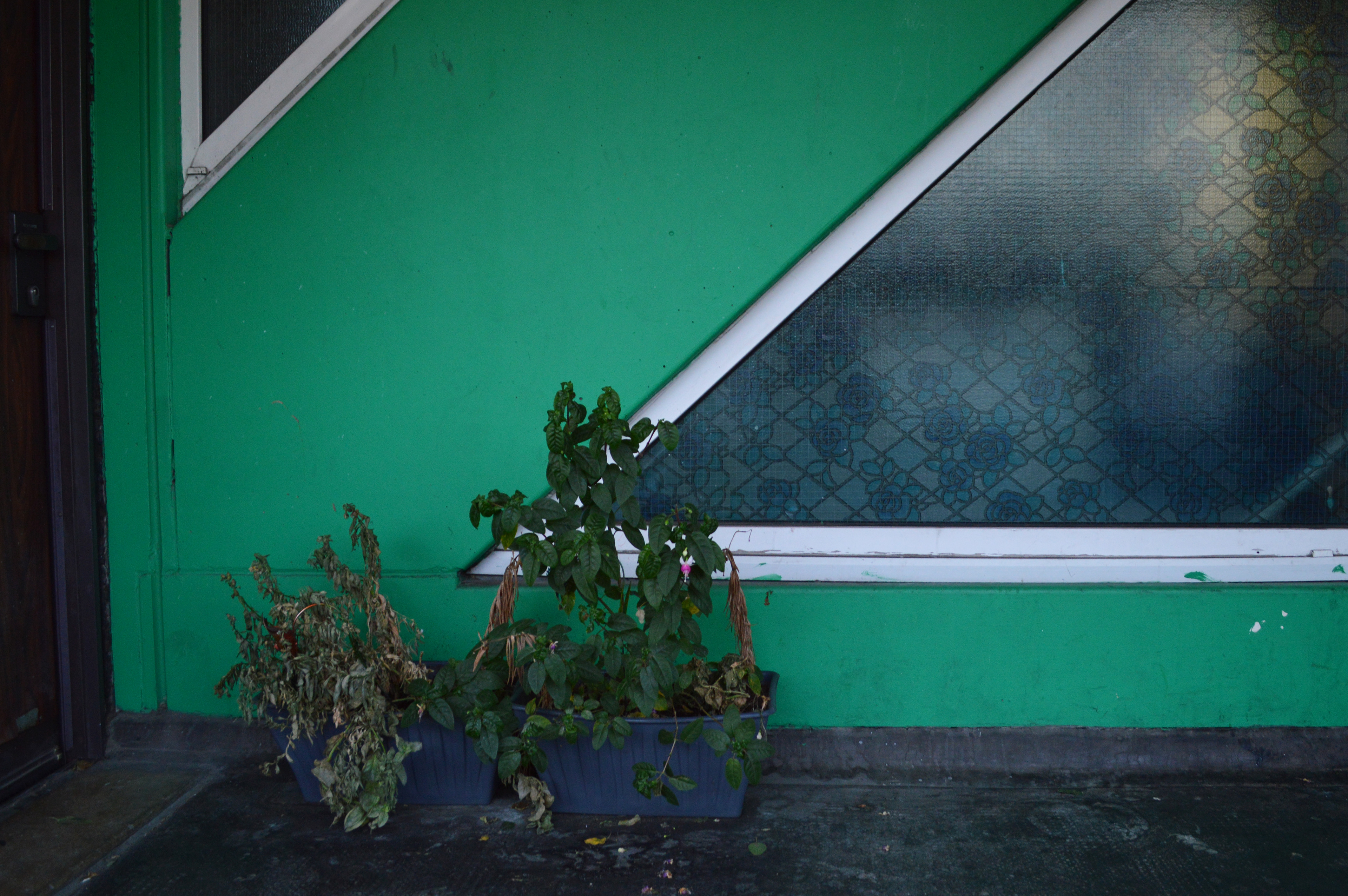 PLANT, DECEMBER 2019