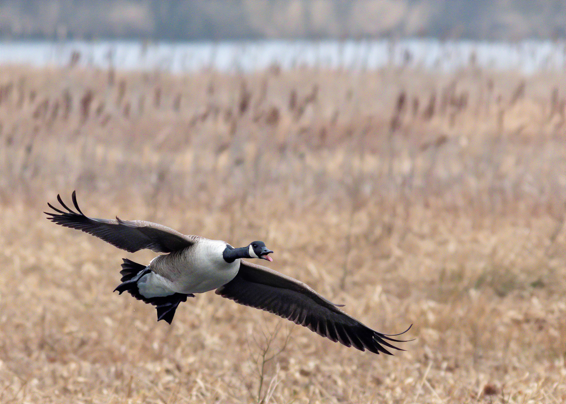 Canada goose in flight