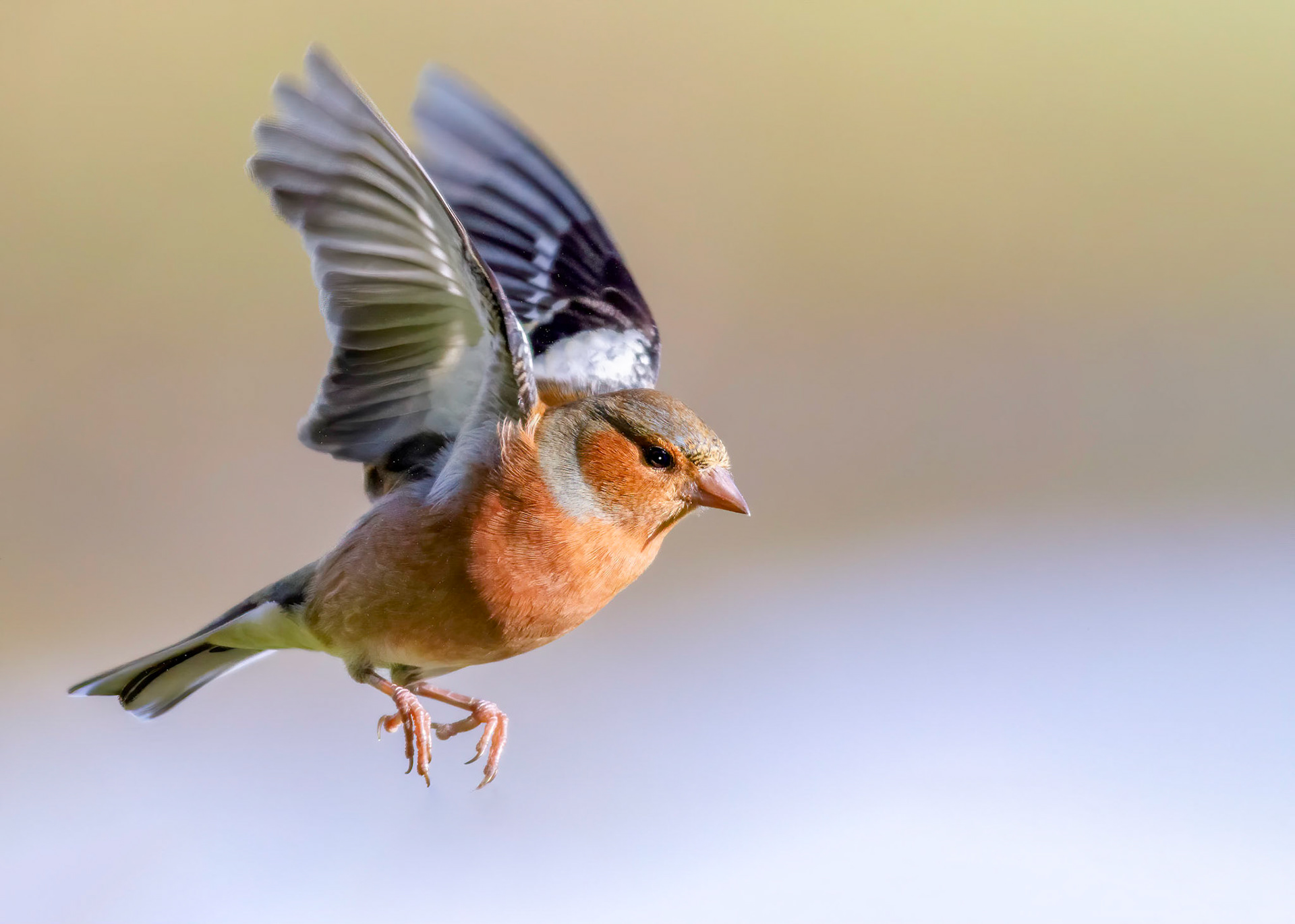 Male chaffinch in flight