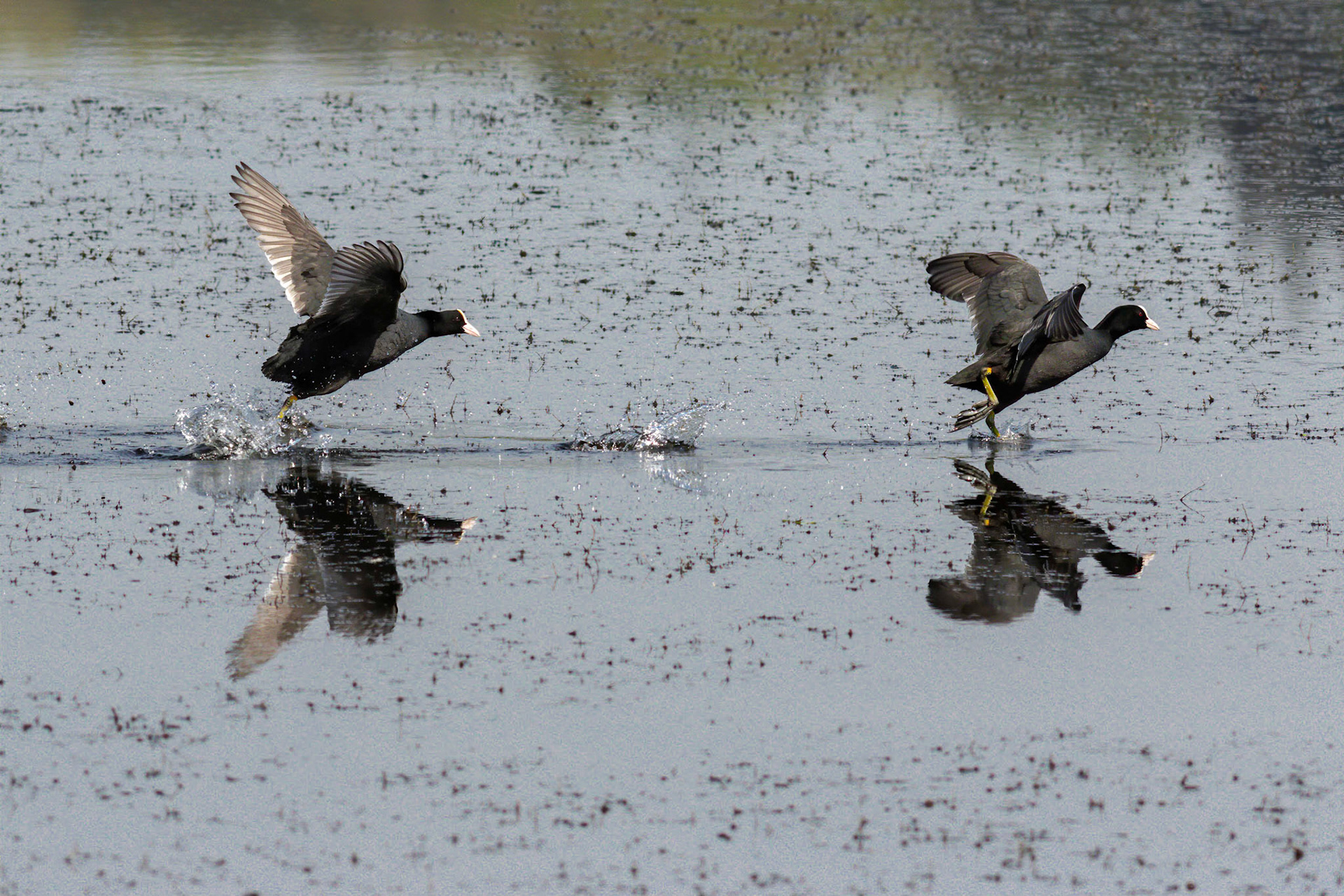 An angry coot chases off his mate's wannabe suitor on Aird Meadow at RSPB Lochwinnoch Nature Reserve