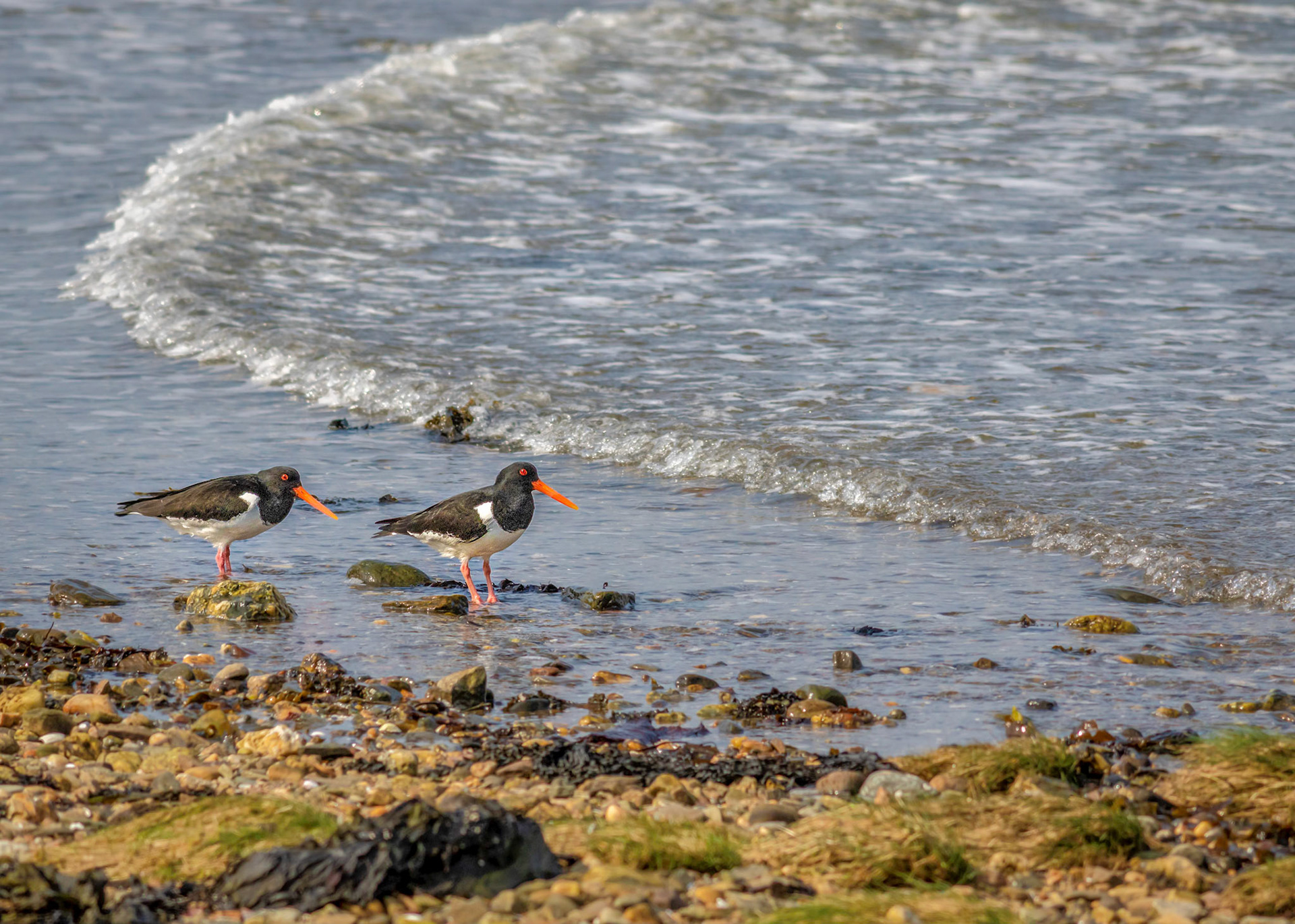 Holy Loch Oystercatchers