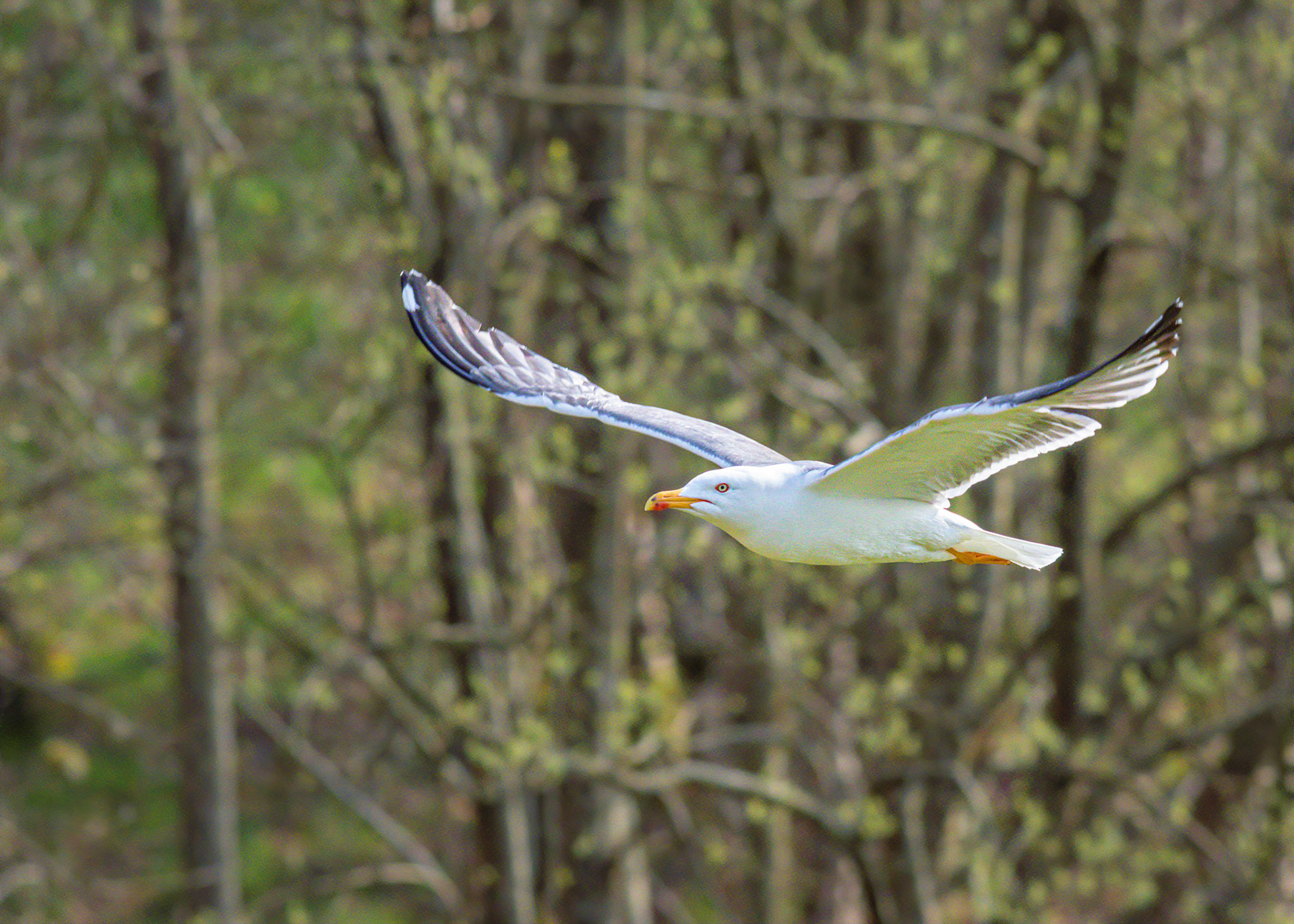 Herring Gull in flight