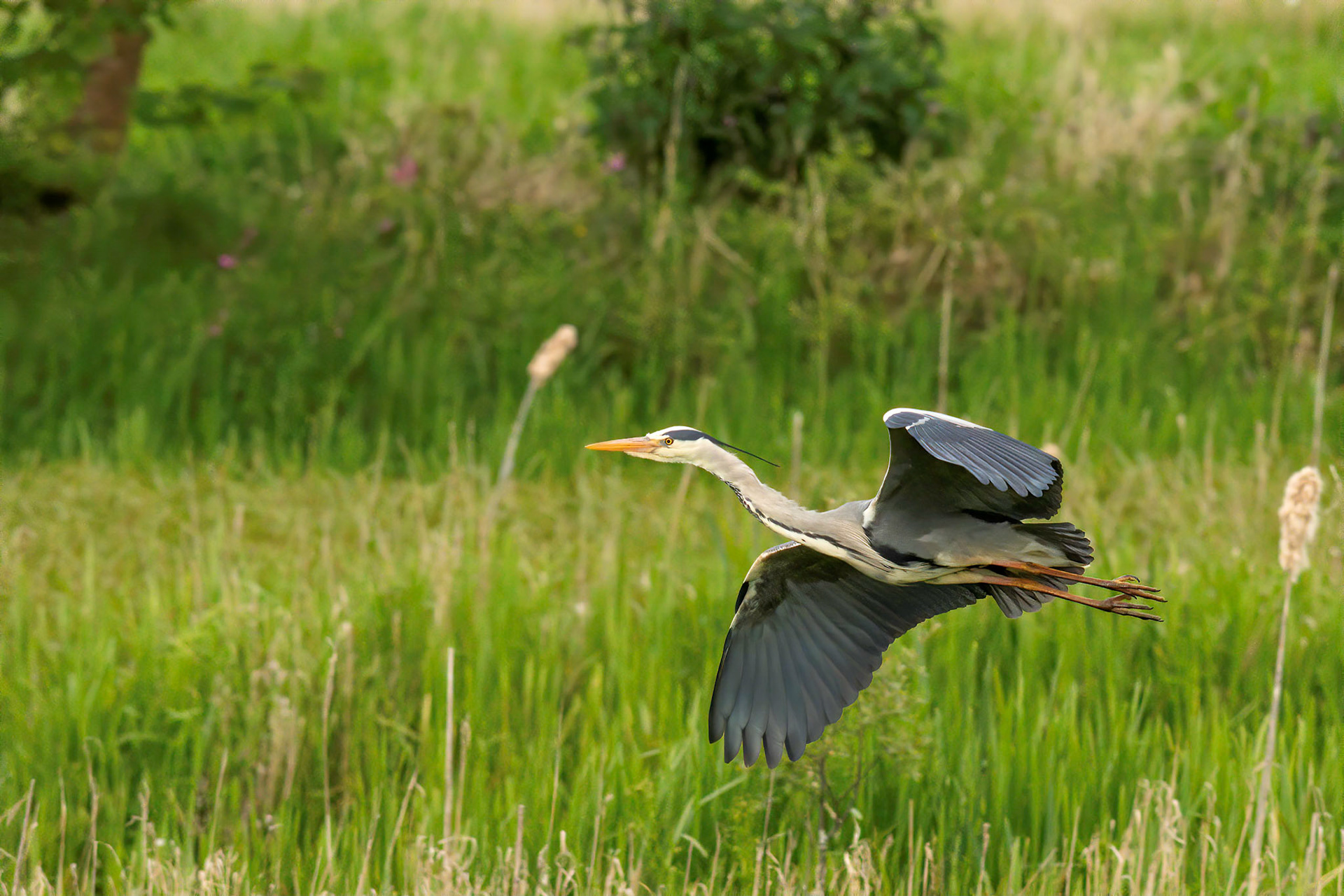 Heron in flight