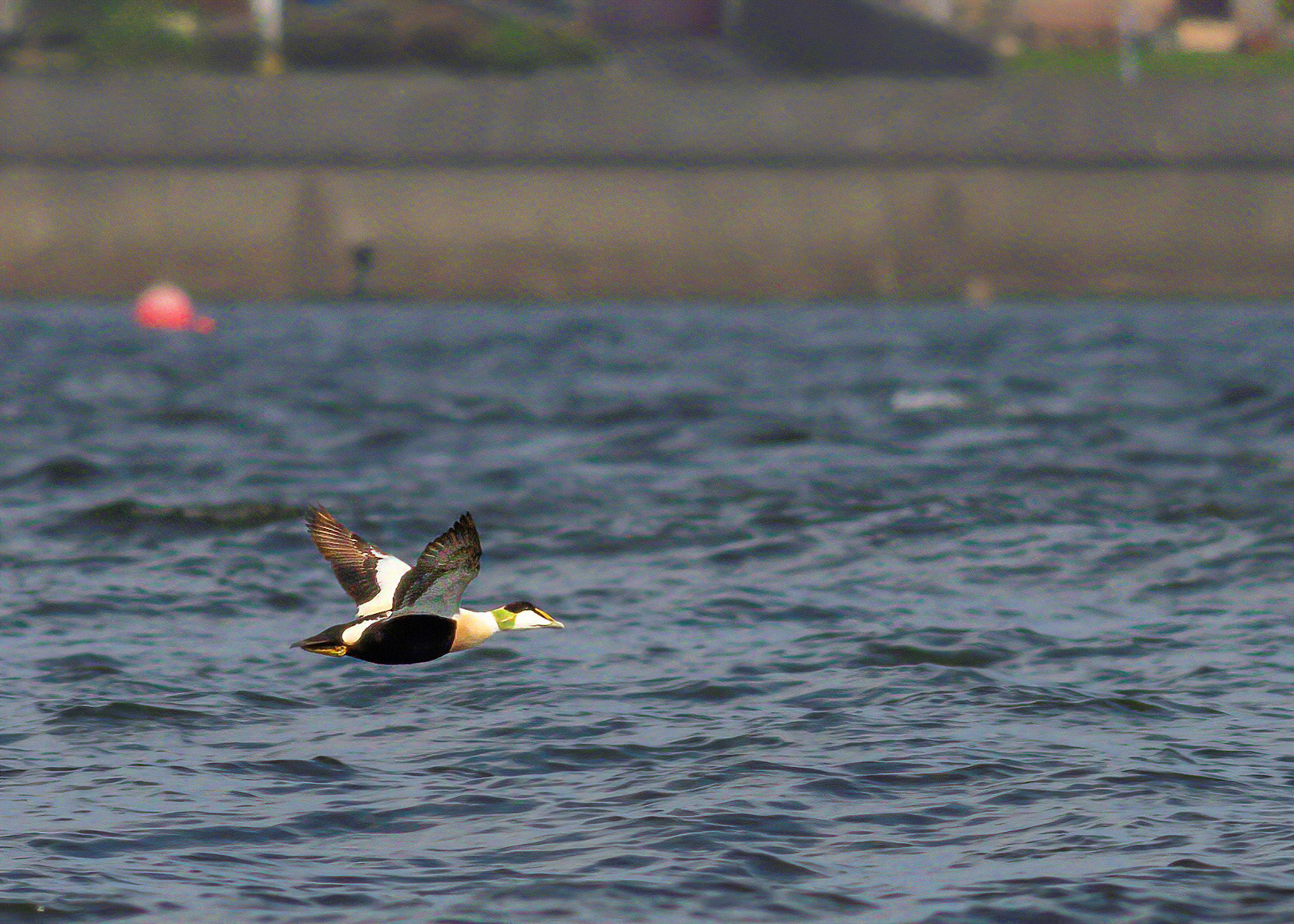 Eider duck in flight