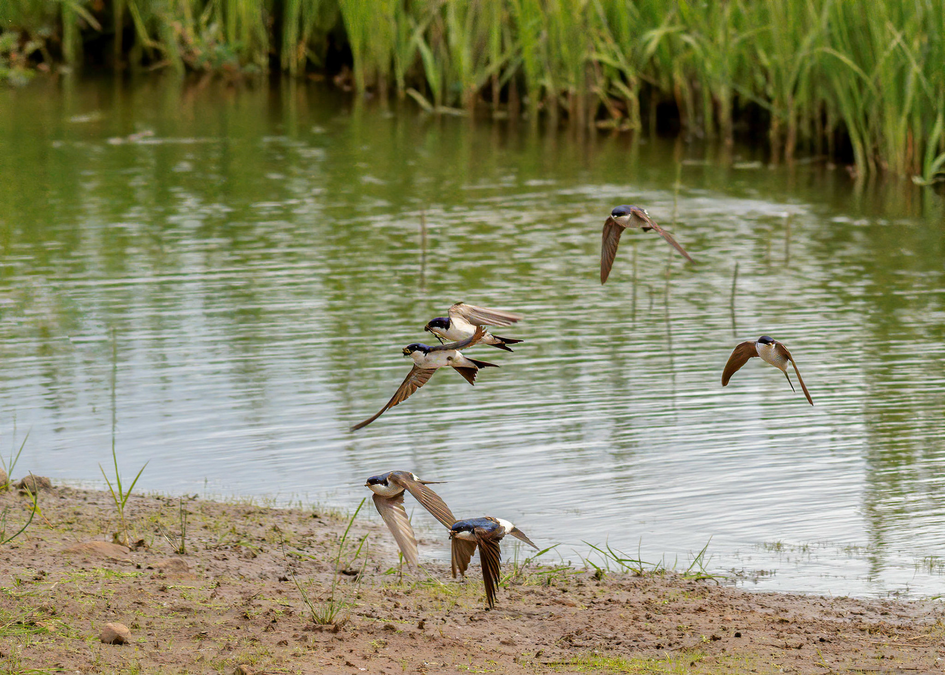 Housemartins gathering mud