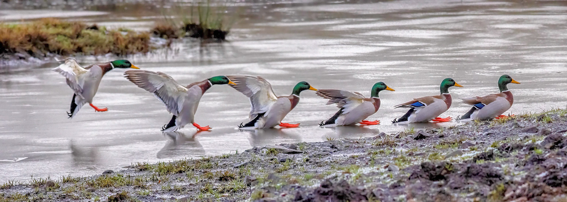 A composite showing an unfortunate mallard trying to land on a frozen water channel