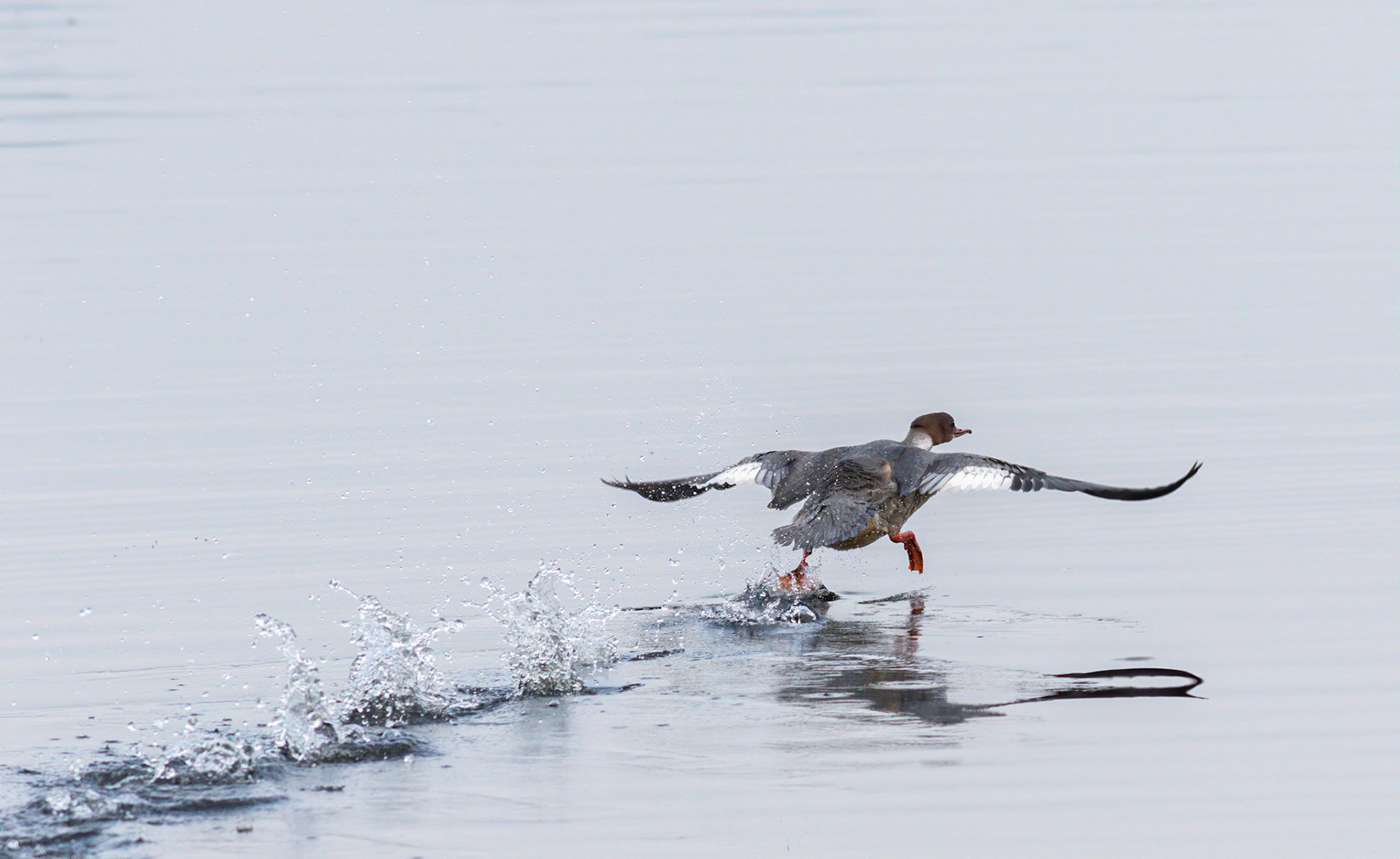 Female goldeneye taking off from the water of Aird Meadow at RSPB Lochwinnoch Nature Reserve