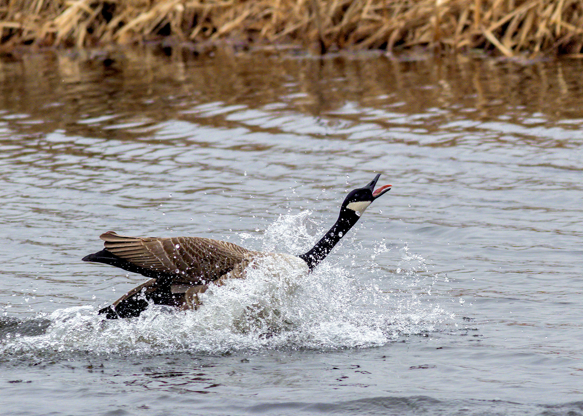 Canada goose coming in to land on the water of Aird Meadow at RSPB Lochwinnoch Nature Reserve