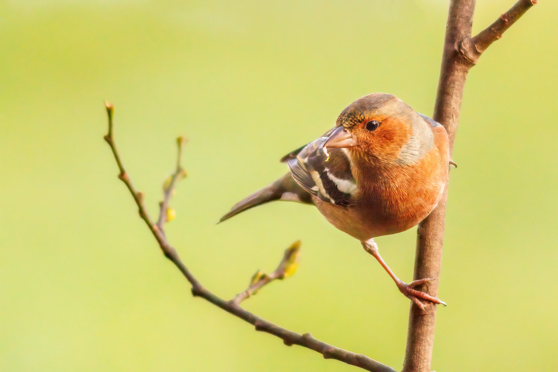 Male chaffinch in a tree