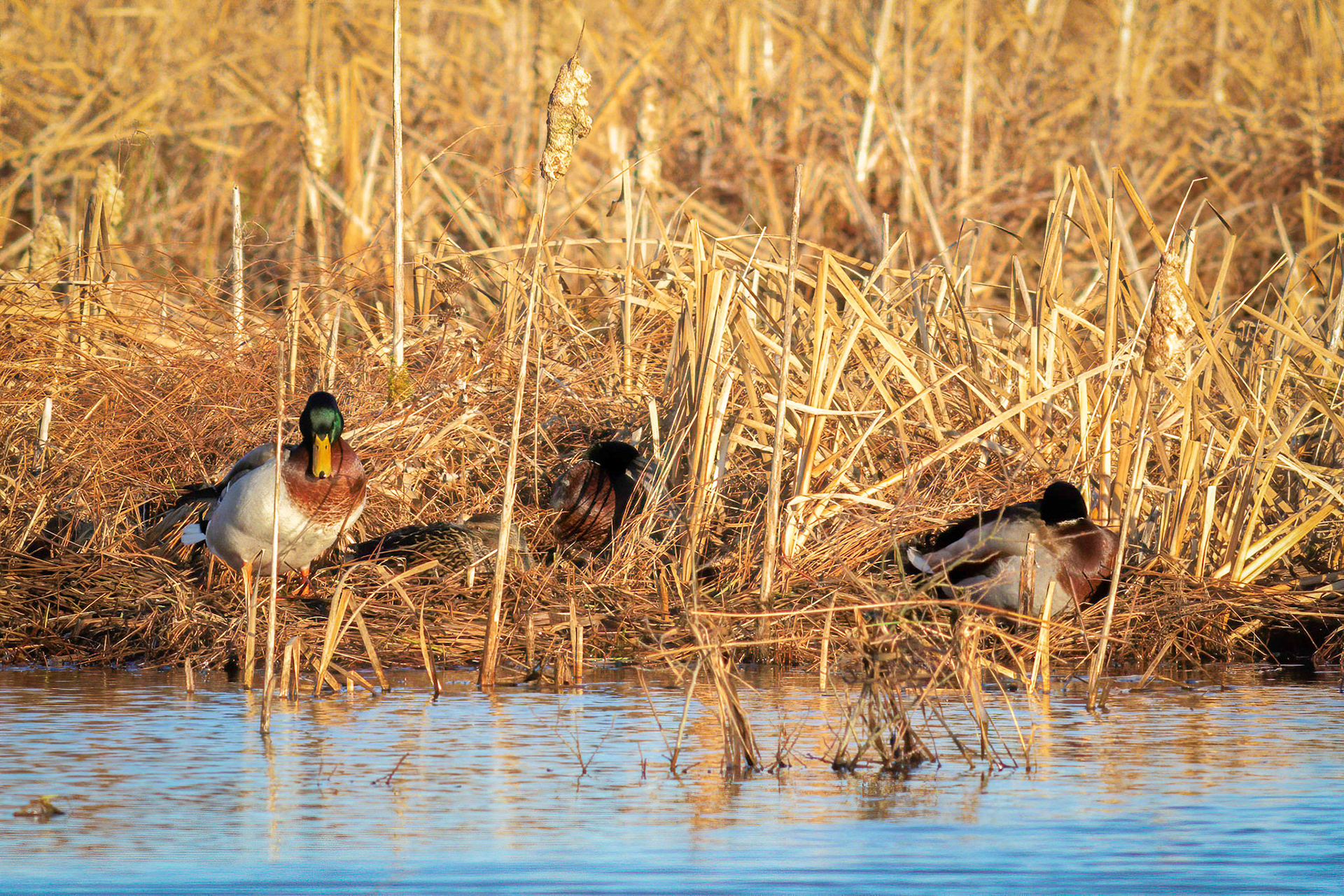 Mallards resting