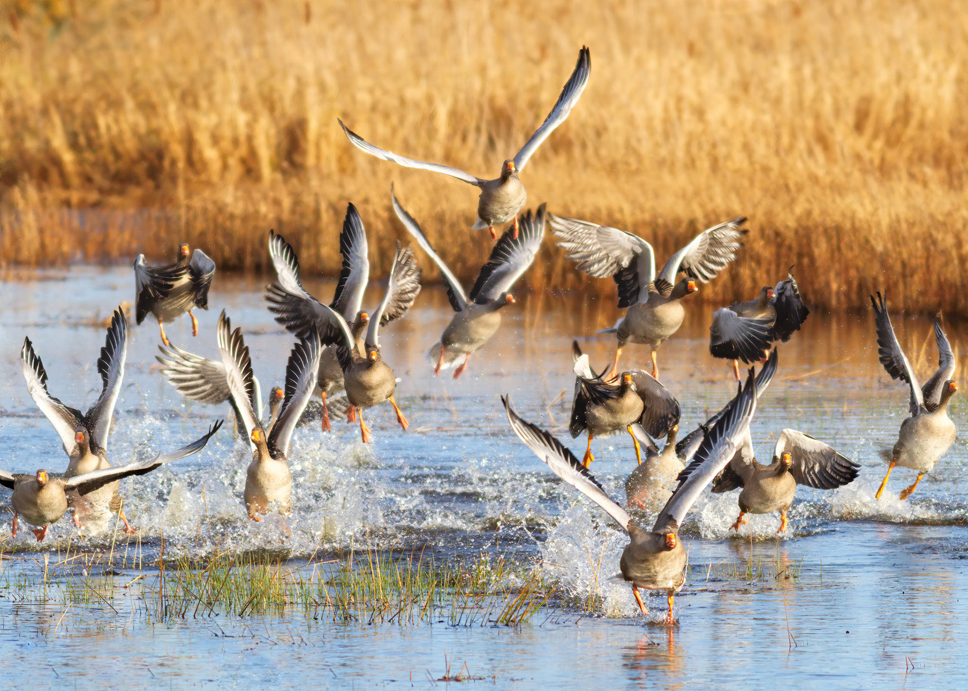 A gaggle of greylag geese taking to the skies from Aird Meadow at RSPB Lochwinnoch Nature Reserve