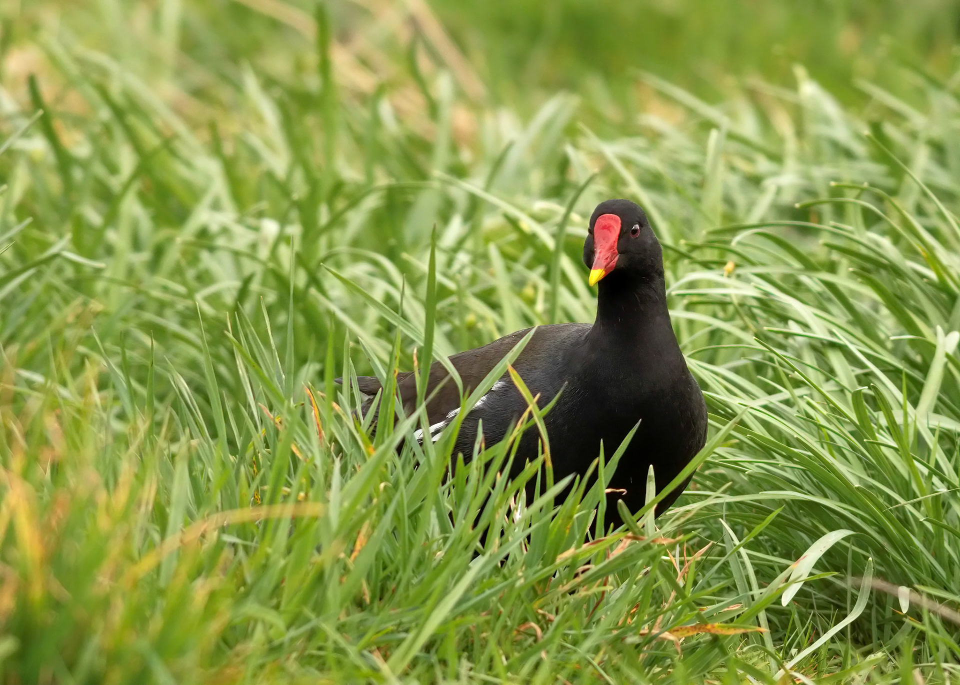 Moorhen in the grass at RSPB Lochwinnoch Nature Reserve