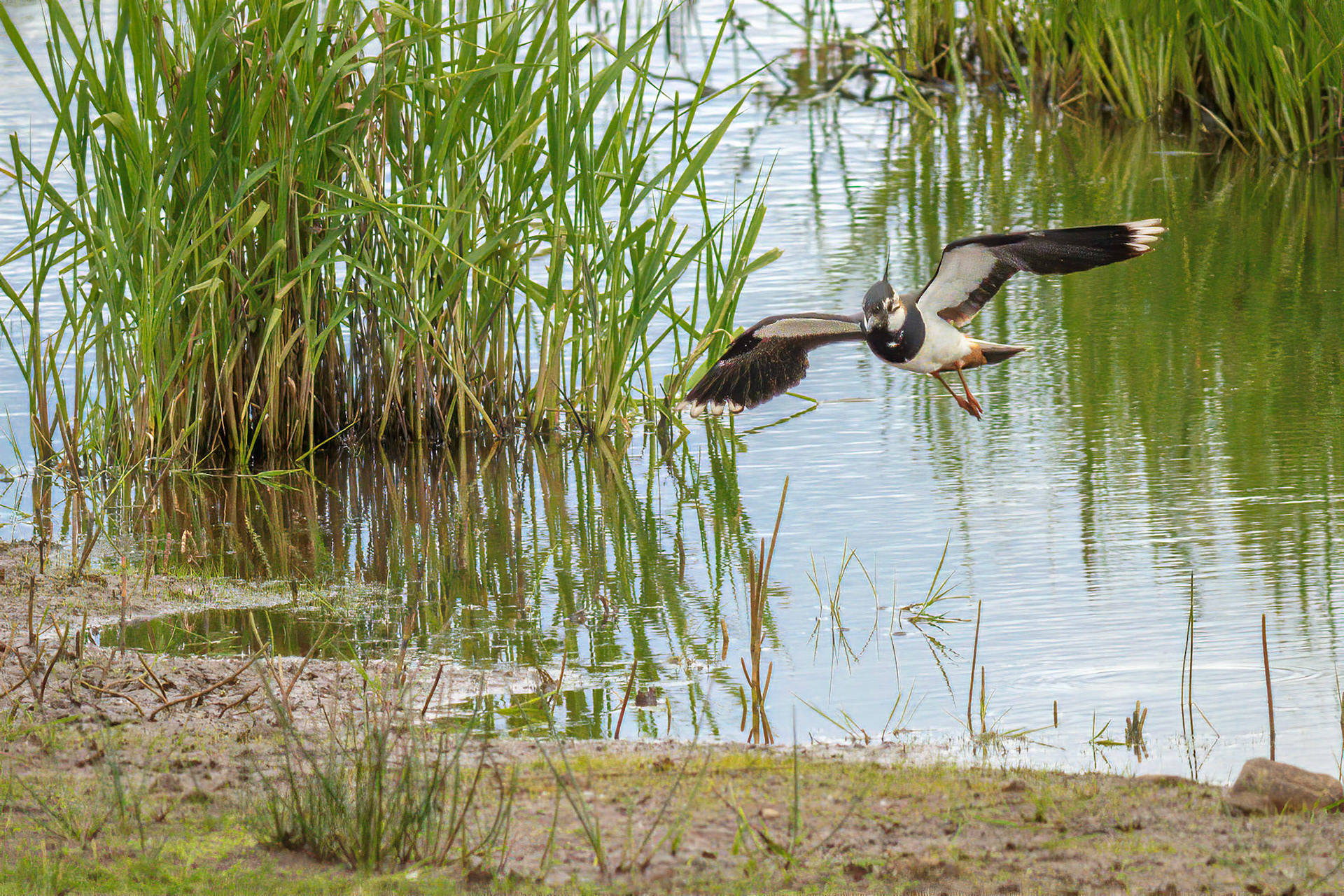 Lapwing in flight