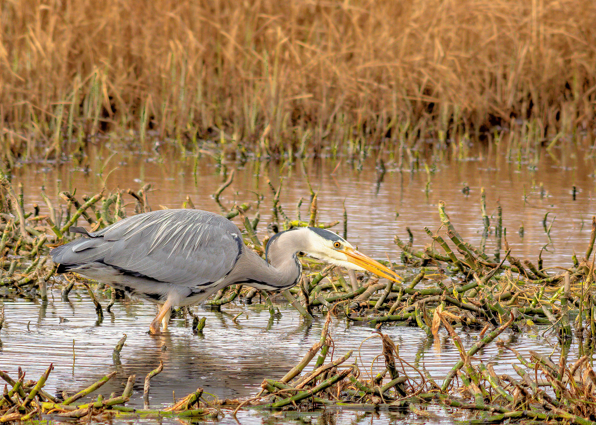 Heron hunting