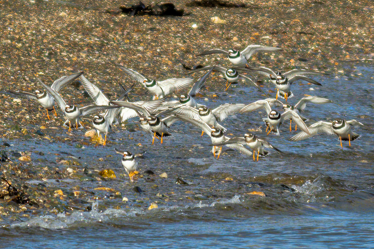 Ringed Plover in flight