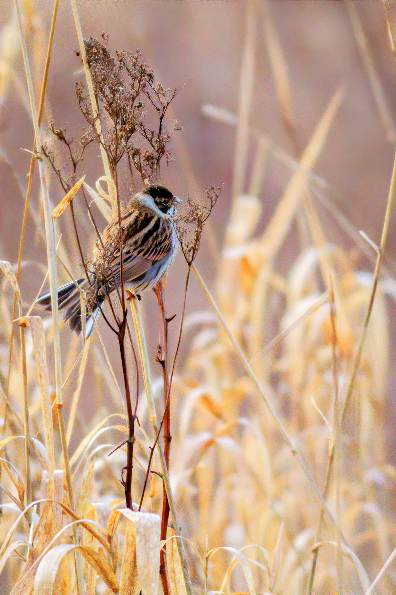 Reed Bunting