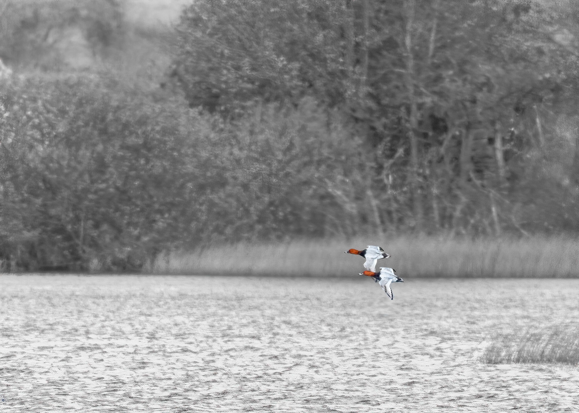 Two male pochard in flight over Aird Meadow at RSPB Lochwinnoch Nature Reserve