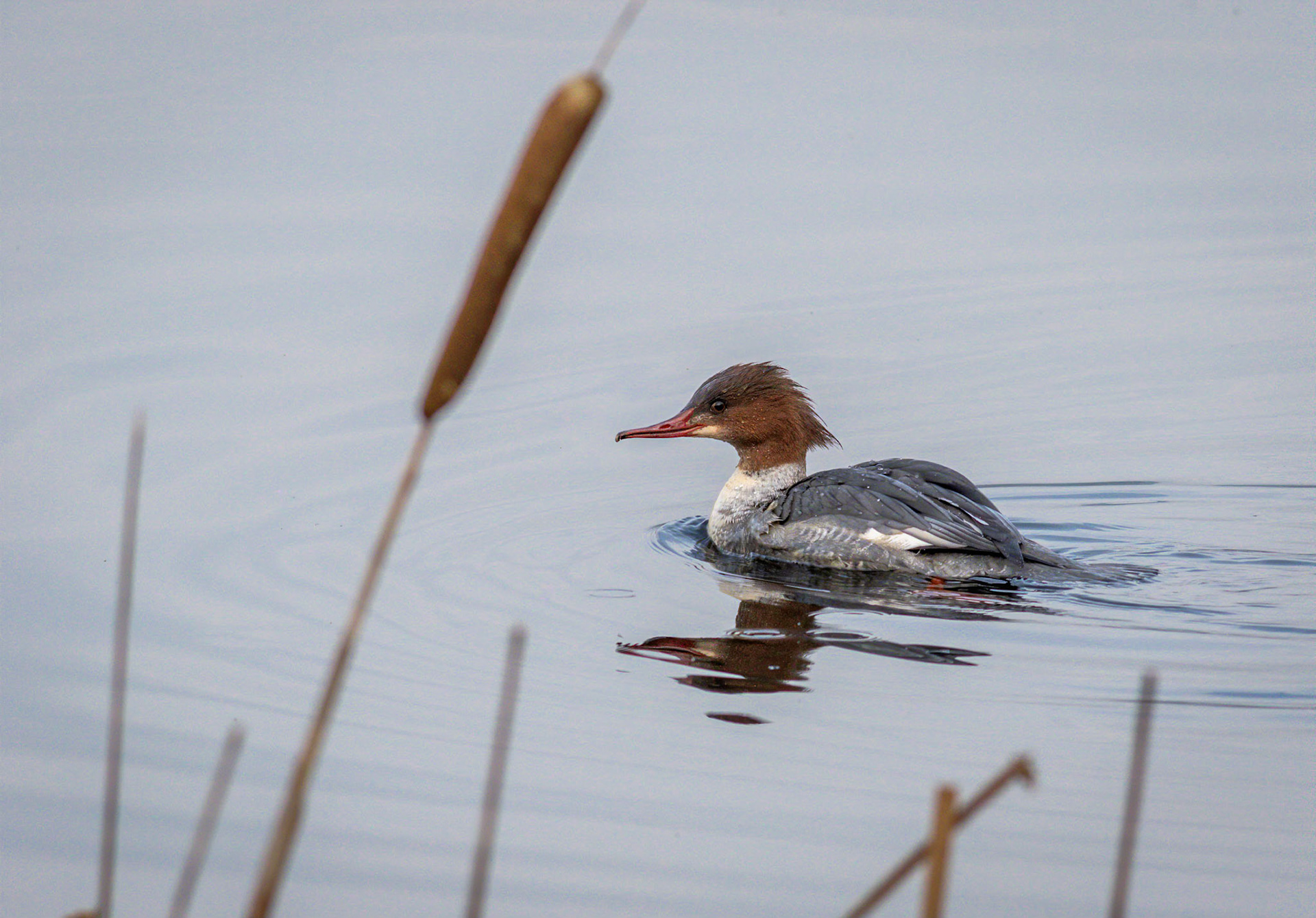 Female goosander swimming amongst the reeds on Aird Meadow at RSPB Lochwinnoch Nature Reserve