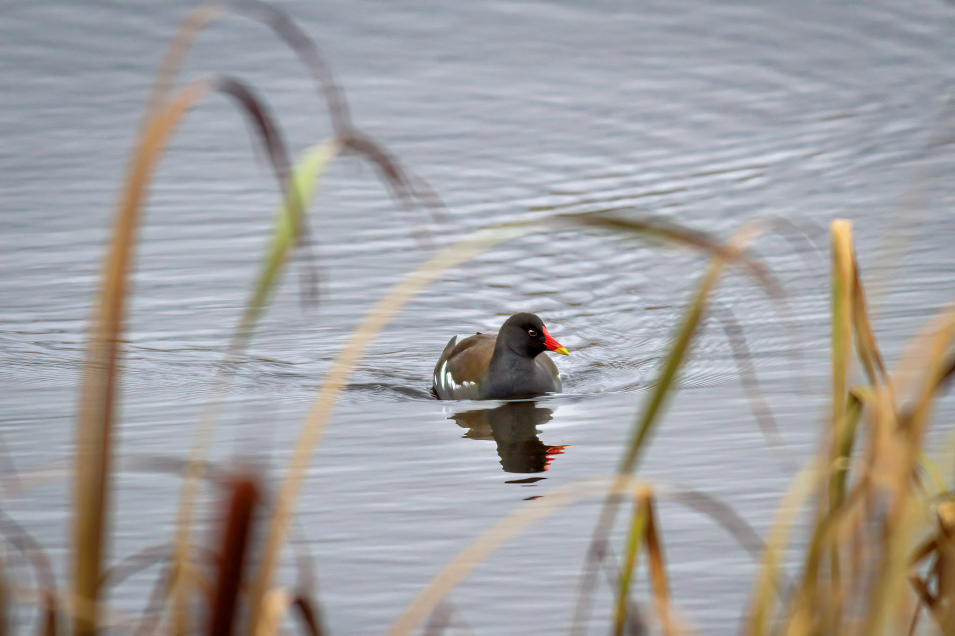 Moorhen swimming amongst the reeds