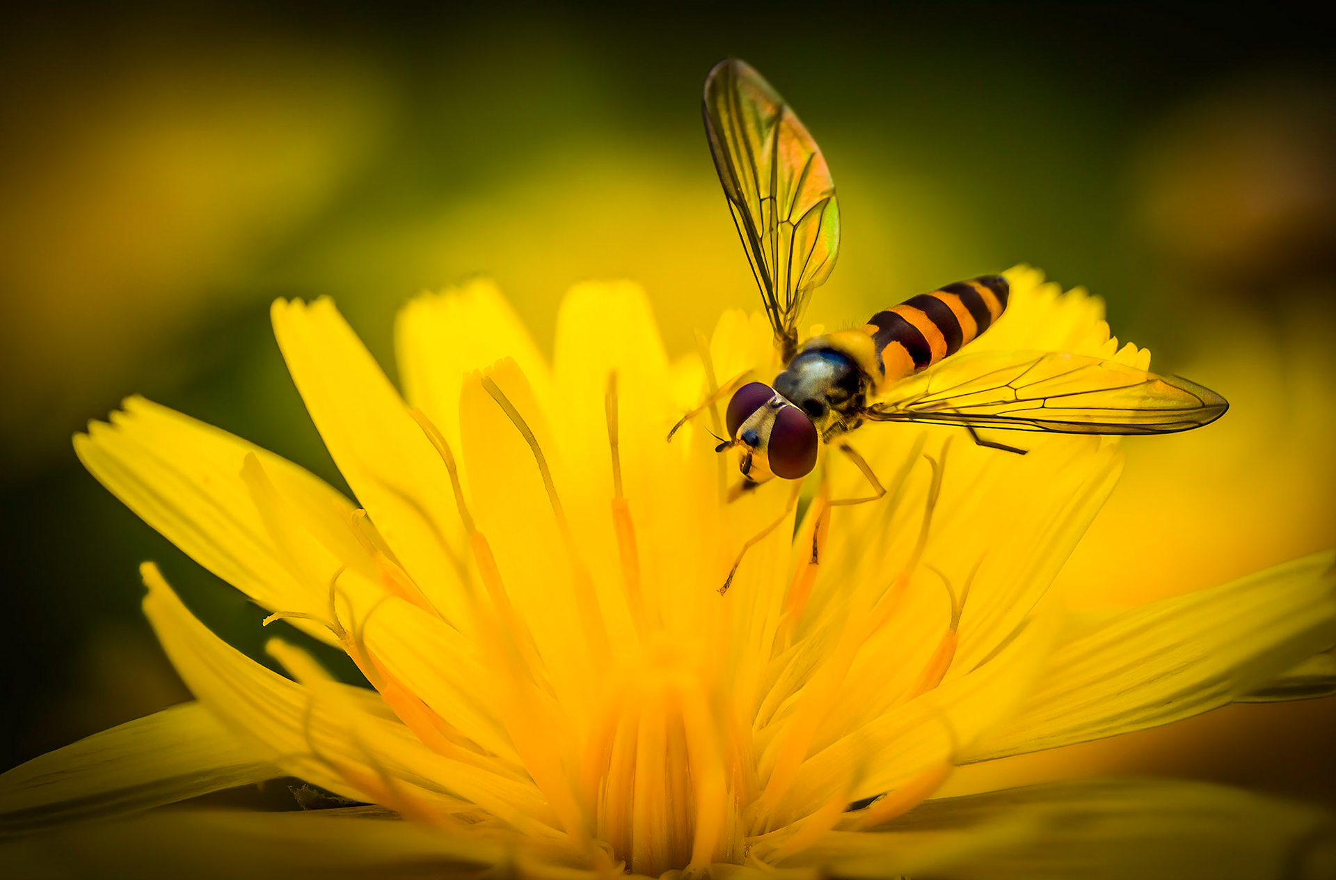 Hover fly
