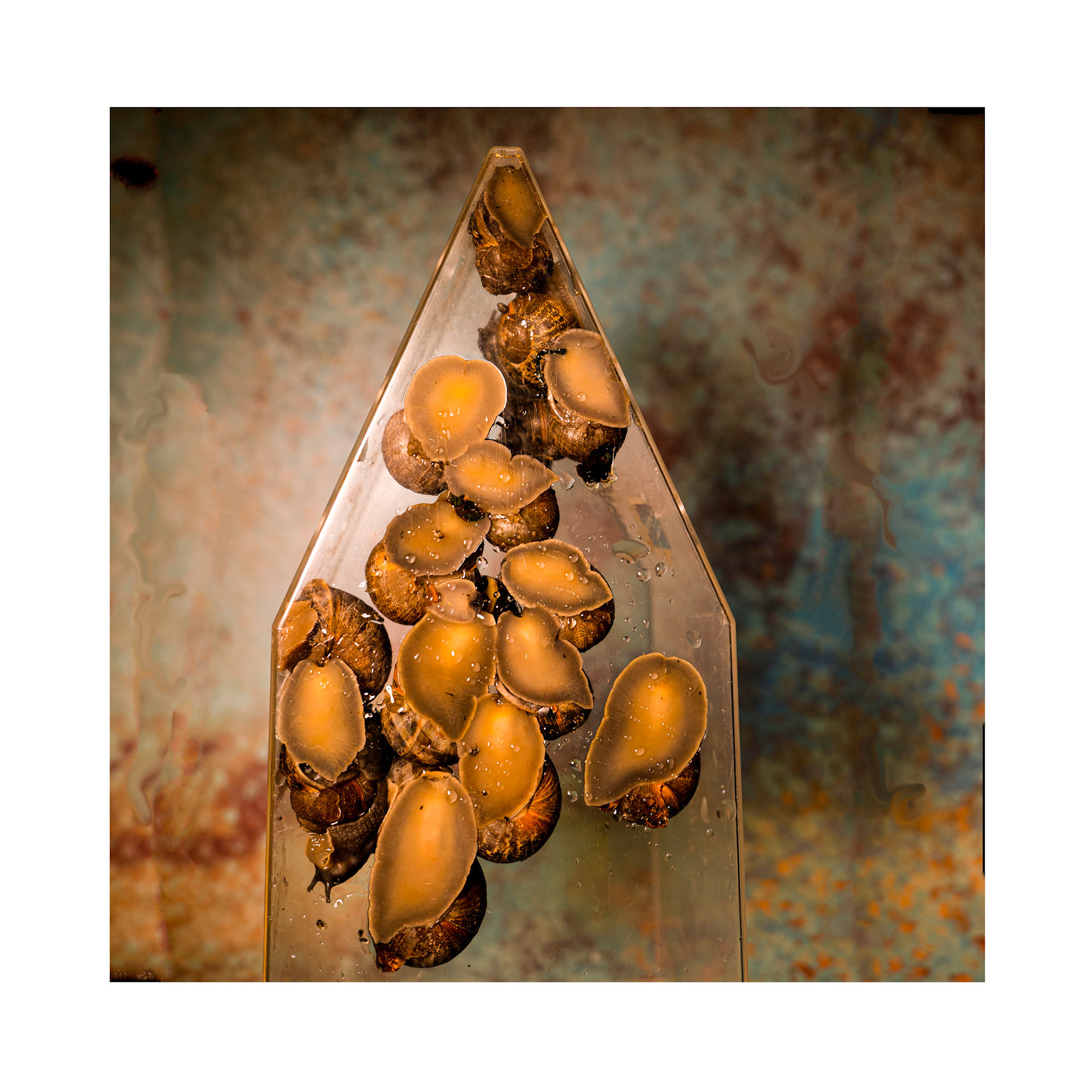 Snails