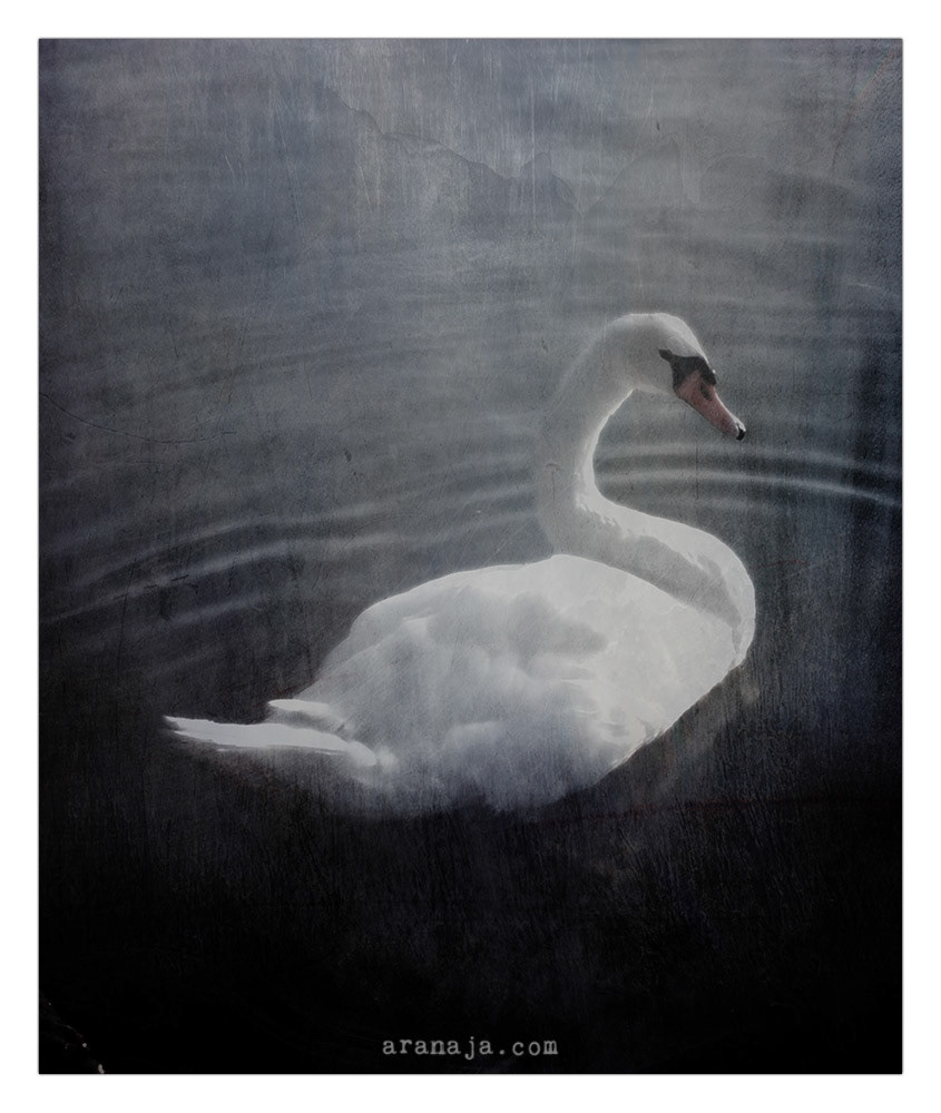  Postkarte aus Munchen: Schwan 2013